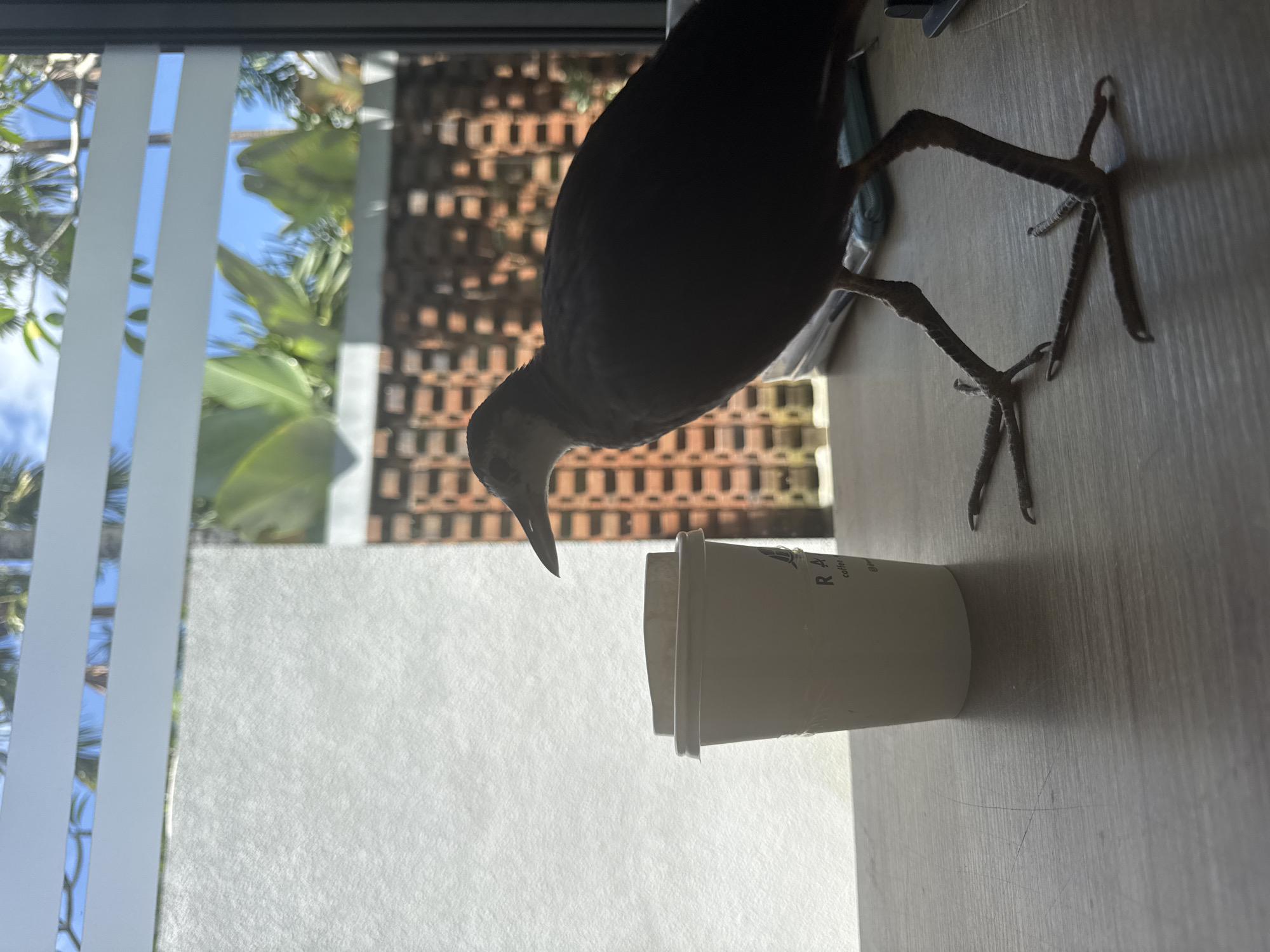 A dusky moorhen stands on a table next to a coffee cup in an indoor setting with a window in the background. Outside the window, the vegetation and architecture are blurred. The location is Unknown, Indonesia.