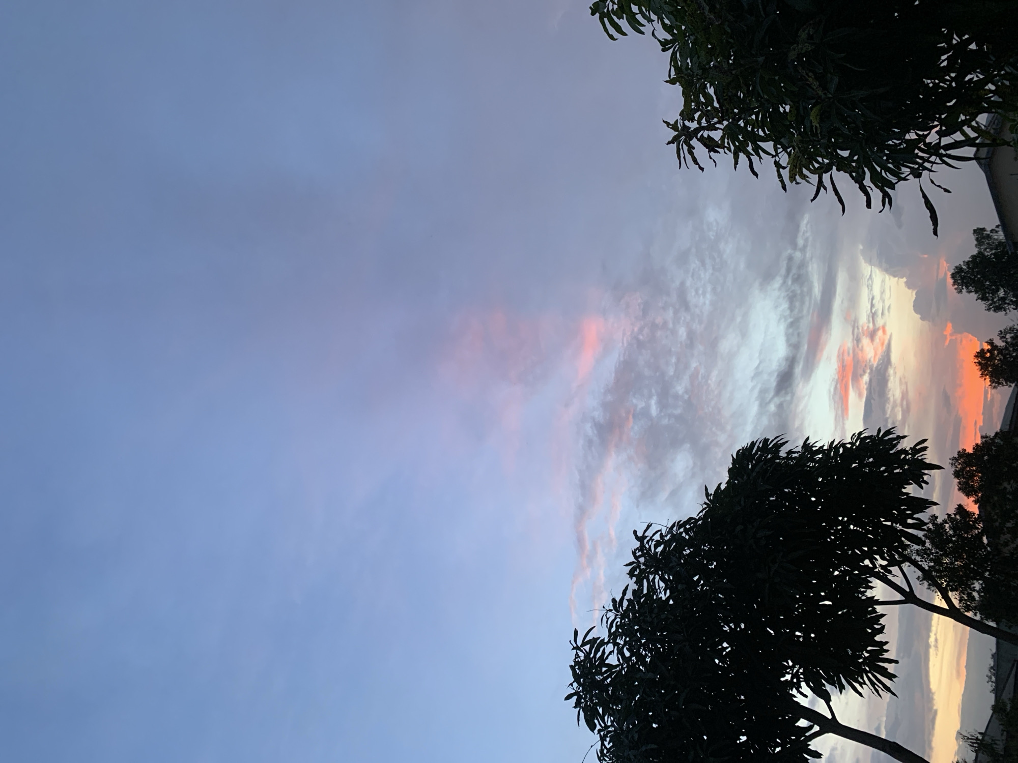 A vertical, full-frame shot captures a twilight sky over Kuru Karama, Nigeria. The sky is a gradient of pale blue at the top, transitioning to soft lavender and then blush pink near the horizon, interspersed with wispy, grey clouds tinged with orange and pink from the setting sun. Silhouetted against this colorful sky are the dark, leafy canopies of two large trees in the foreground, one on the left and another on the right, with their branches reaching upwards. In the lower portion of the image, the dark shapes of more trees and hints of rooftops are visible, suggesting the presence of a residential or semi-urban area. There are no people or animals visible in the frame. The overall impression is one of a tranquil, natural scene at dusk.