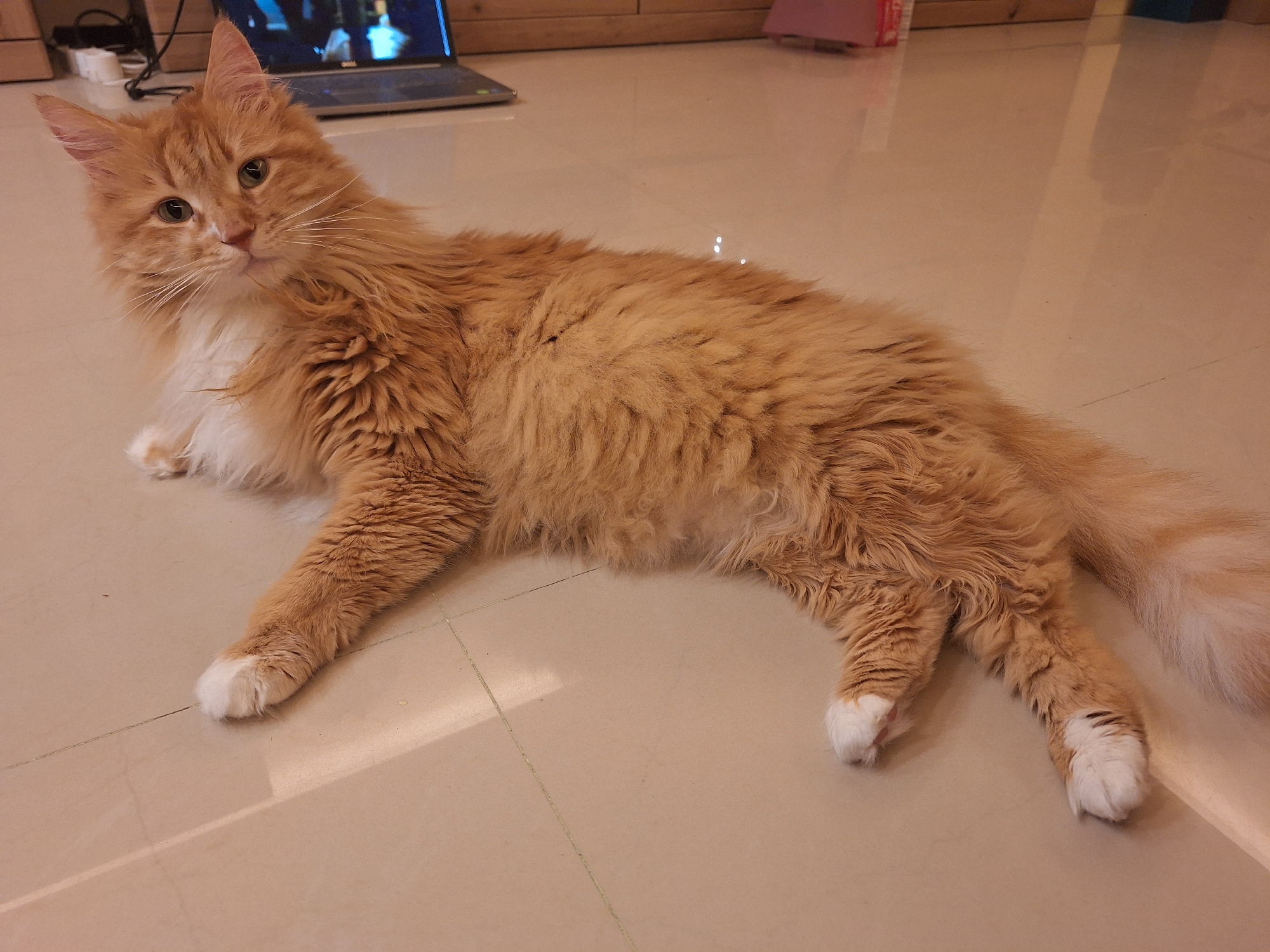 A fluffy, orange-and-white long-haired cat lies on a tile floor. The cat is positioned horizontally in the frame, facing slightly to the left. Its front paws are extended, and the cat has white "socks". A laptop sits open on the floor in the background. The setting is an interior space, likely a home, with light-colored tile flooring. The location in Varna, Bulgaria, cannot be determined from the image.