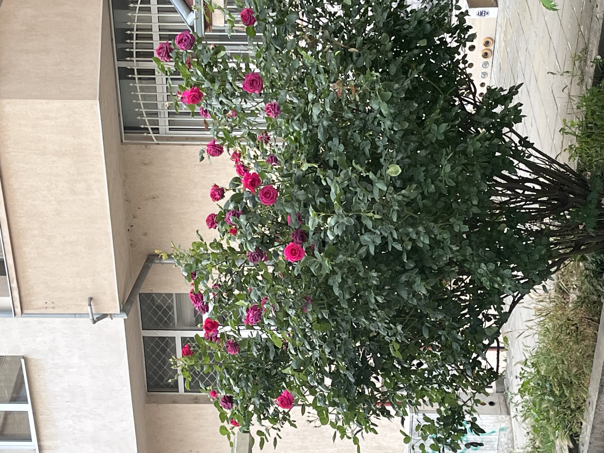 The image depicts a rose bush with magenta flowers, situated near a building in what appears to be a residential or commercial area. The bush is dense with green foliage and numerous blossoms.
The building next to the bush has windows with metal bars. A gutter system is visible on the building's exterior. The ground is concrete, with vegetation at the base of the bush.
Based on the location and appearance of the architecture, the image is consistent with being taken in the city of Blagoevgrad, Bulgaria, but there are no immediately obvious clues in the image to definitively confirm this.