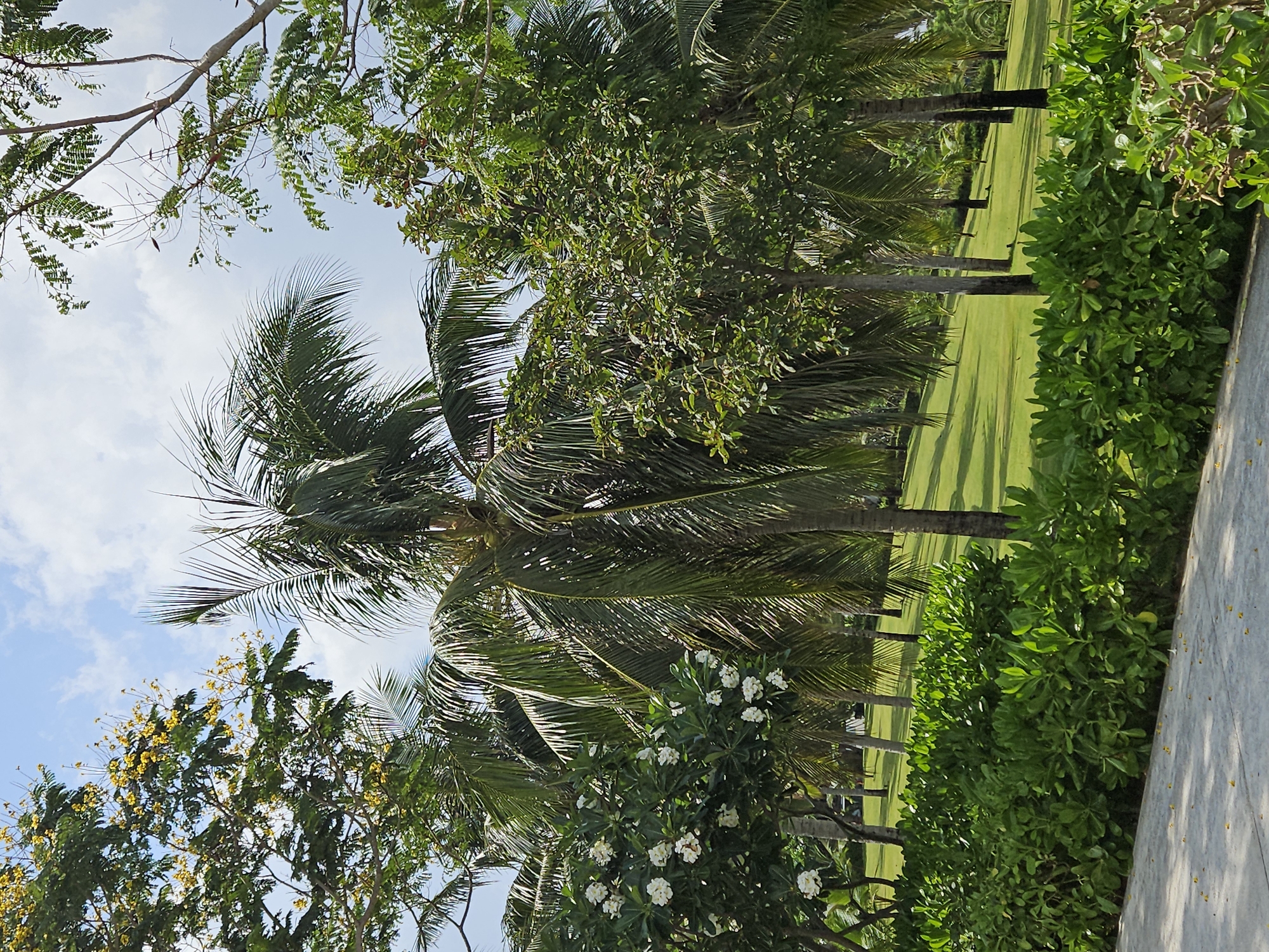 This image depicts a serene, sunny outdoor scene, characteristic of a tropical garden or resort area. The clear, light blue sky with scattered white clouds fills the upper portion of the frame.
Dominant elements include several tall palm trees with large, green fronds, reaching upwards. Interspersed among the palm trees are other deciduous trees with lush green foliage. One tree near the bottom left displays an abundance of small, bright yellow flowers, while a smaller bush closer to the center features clusters of delicate white blossoms.
The ground consists of a meticulously manicured green lawn, extending into the background. Long, distinct shadows cast by the trees stretch across the grass, indicating bright daylight, likely during the morning or late afternoon. To the right, a dense, neatly trimmed green hedge or row of bushes creates a boundary, paralleling a light-colored paved surface or low wall that runs along the far right edge of the image.
The scene conveys a sense of peace and natural beauty, typical of a well-maintained landscape in a warm climate. There are no people visible, nor are there any discernible activities taking place. No text is visible in the image. The setting is consistent with the provided location context of Bac Cam Ranh Ward, Vietnam.