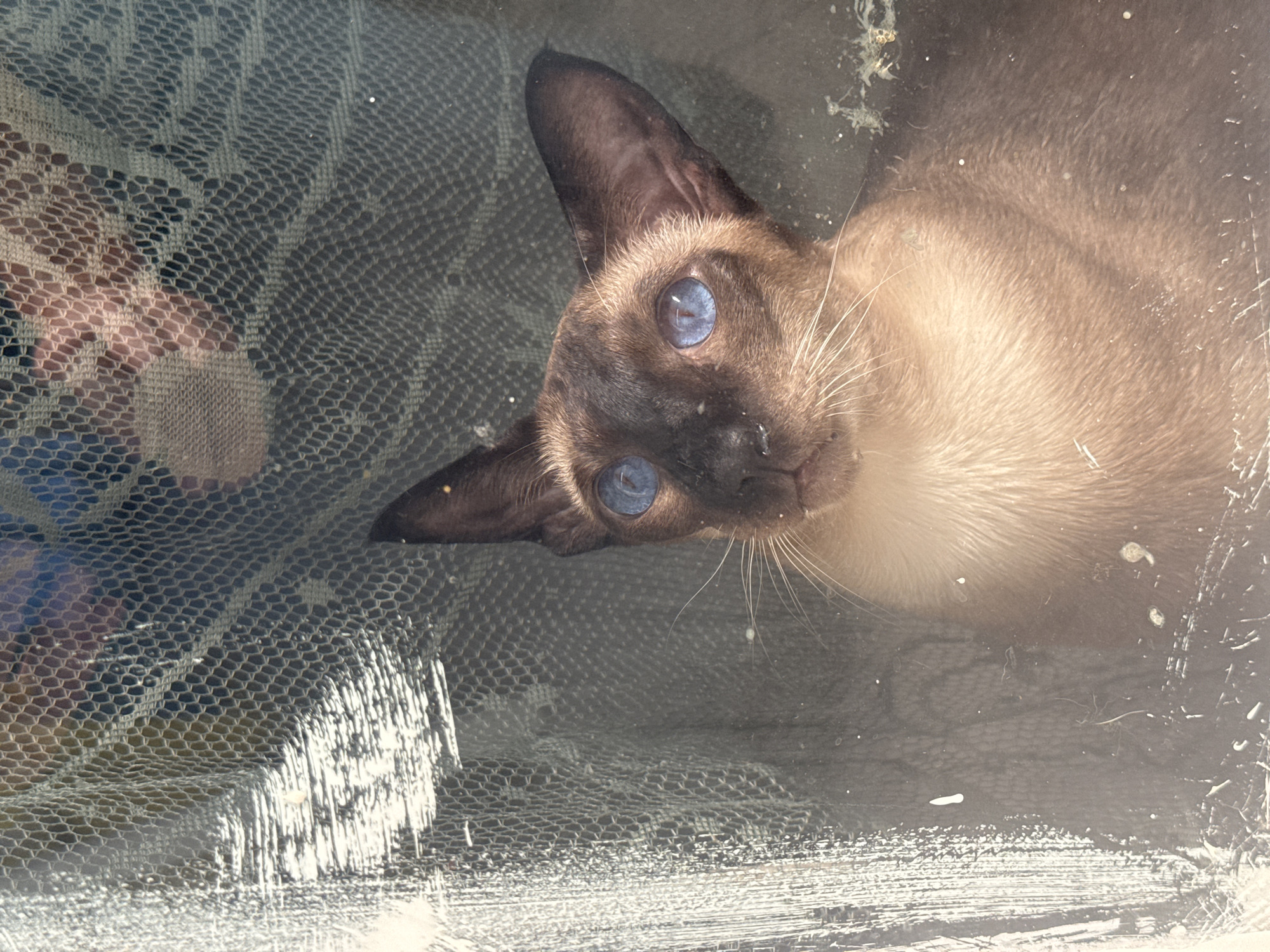 An indoor close-up photograph shows a Siamese cat with bright blue eyes looking directly at the camera. The cat has dark brown points on its face, ears, and paws, with lighter brown fur on its body. The cat is partially obscured by a textured mesh material, possibly a mosquito net or screen, which is slightly dirty and scratched. In the background, through the mesh, a blurry human hand is visible, suggesting the presence of a person. The lighting is dim, casting shadows and highlighting the cat's striking blue eyes. The image does not provide enough context to determine its location in Ramat Gan, Israel.