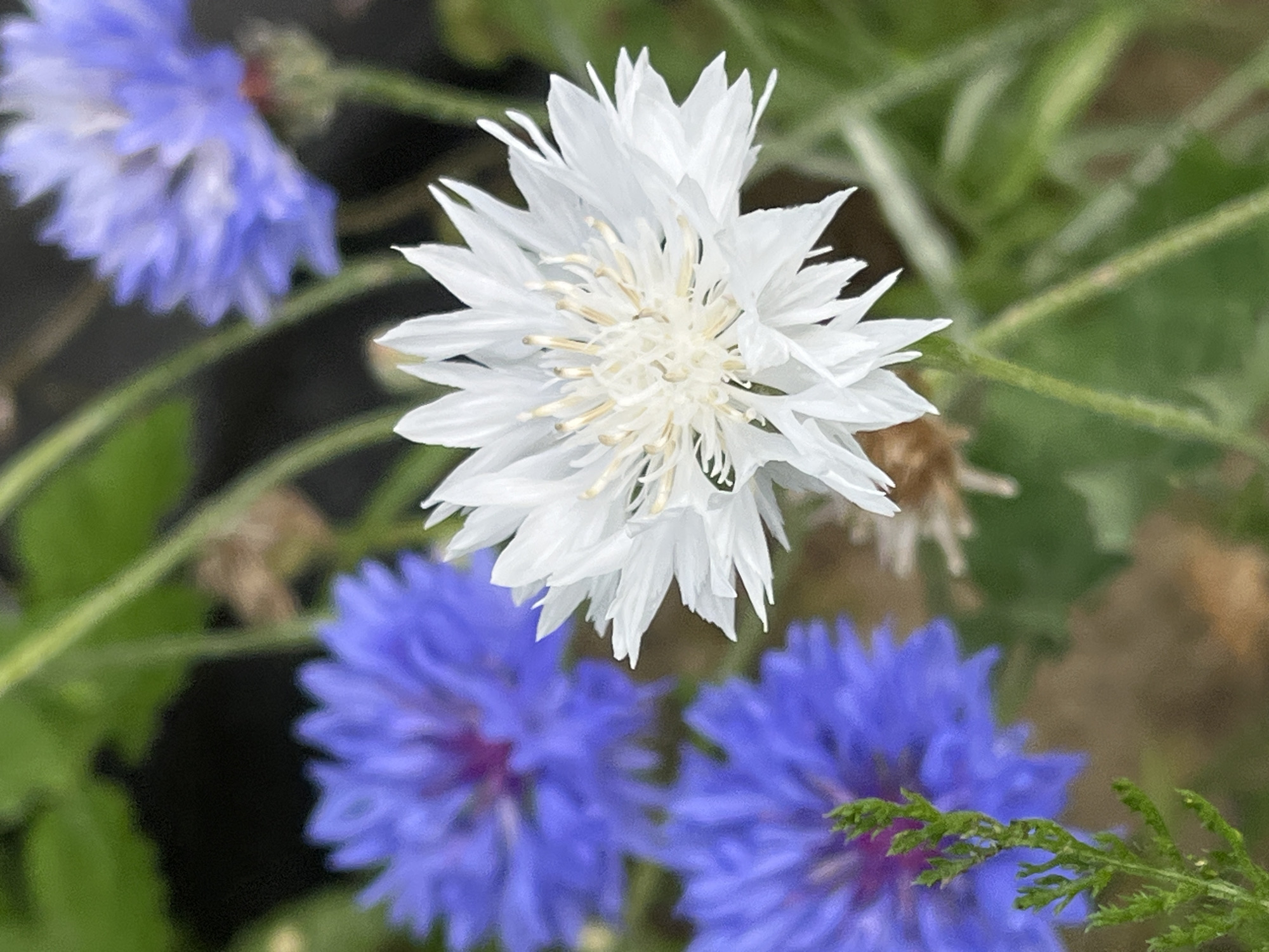 The image is a close-up shot of several flowers, with a clear focus on a white flower in the foreground. This white flower has numerous delicate, pointed petals radiating from a central cluster of stamen. Behind it, several blue flowers, likely cornflowers, are visible, with one prominent blue flower in the upper left quadrant and another in the lower left. The background is a blur of green foliage and hints of brown, suggesting an outdoor garden or natural setting. There are no people, animals, or man-made structures visible in the image. The lighting appears to be natural daylight, creating soft shadows and highlighting the textures of the petals. The image was taken in Il'ino, Russia.