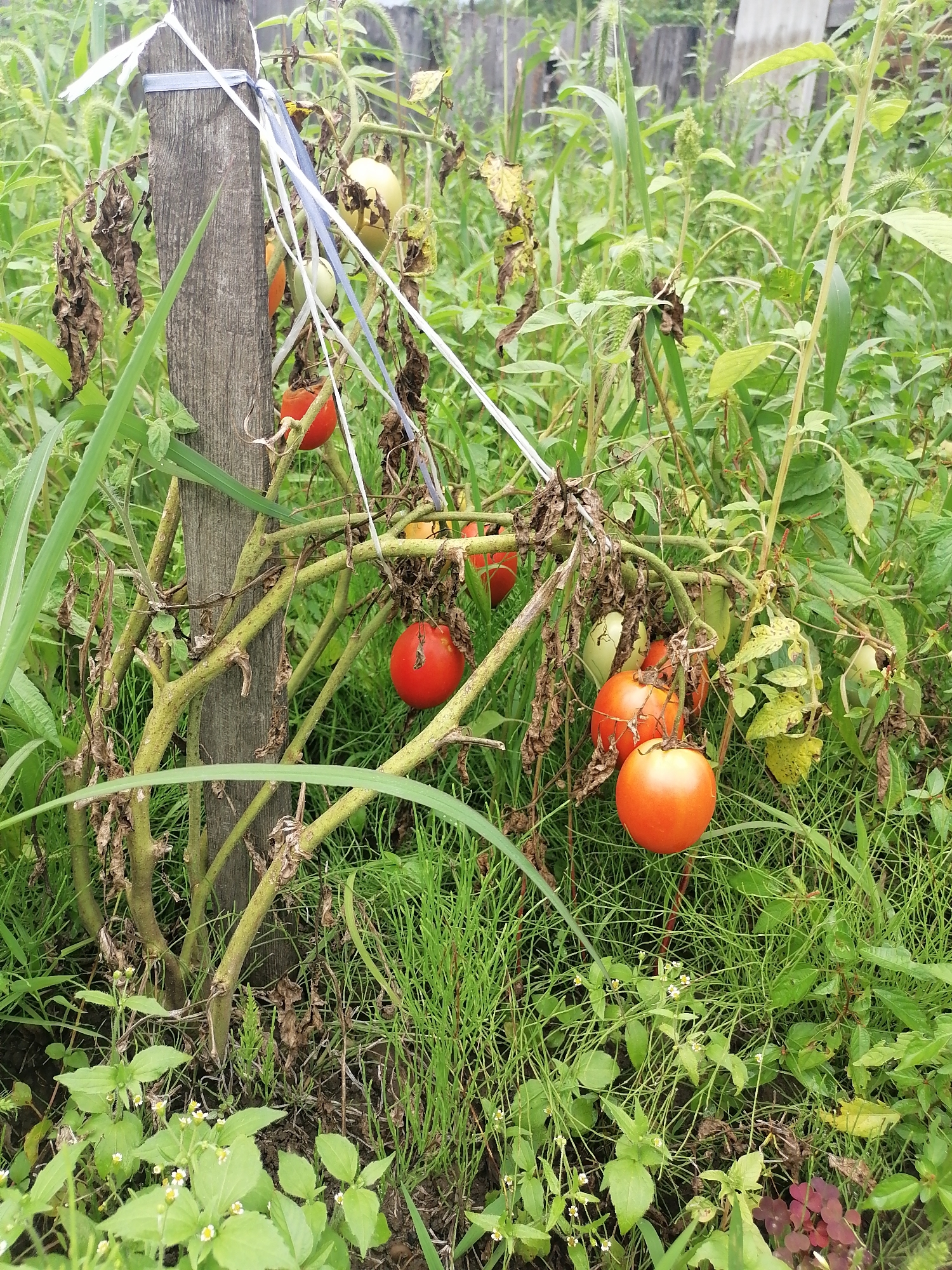 The image displays an outdoor scene in Novopokrovka, Russia, featuring a tomato plant tied to a weathered wooden post. The plant has several tomatoes, some ripe and red, others still green or yellowish. The foliage appears somewhat dry and withered in places, suggesting potential stress on the plant. Lush green grass and other wild vegetation surround the tomato plant, with a rustic wooden fence visible in the background. The scene suggests a garden or uncultivated area.