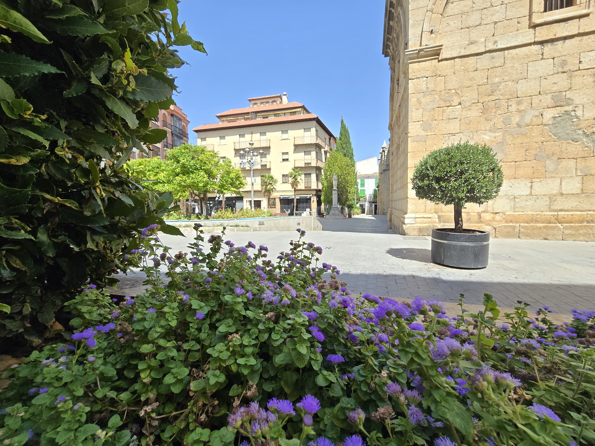 The image depicts a sun-drenched public square in Jaén, Spain, characterized by a blend of historic architecture and lush greenery. In the foreground, a dense cluster of vibrant purple flowers and dark green foliage occupies the lower left quadrant, obscuring a portion of the paved ground. To the right, a circular black planter contains a small, manicured tree. Behind the planter, a section of an old, tan stone building with visible mortar lines and a single barred window dominates the right side of the frame. The building's facade is weathered, with some areas of discoloration and exposed stone.
Further into the square, a modern building with a light yellow facade and multiple balconies stands prominently. The building has a reddish-tiled roof. In front of this building, a street lamp with ornate detailing is visible. Several trees with vibrant green leaves are scattered throughout the square, adding to the verdant atmosphere. The ground is paved with light-colored tiles, and shadows from the surrounding structures and greenery are cast across the surface. A low concrete structure, possibly a fountain or planter box, is situated in the mid-ground, partially visible behind the foreground flowers. The sky above is a clear, bright blue, indicating a sunny day. No people are present in the image.