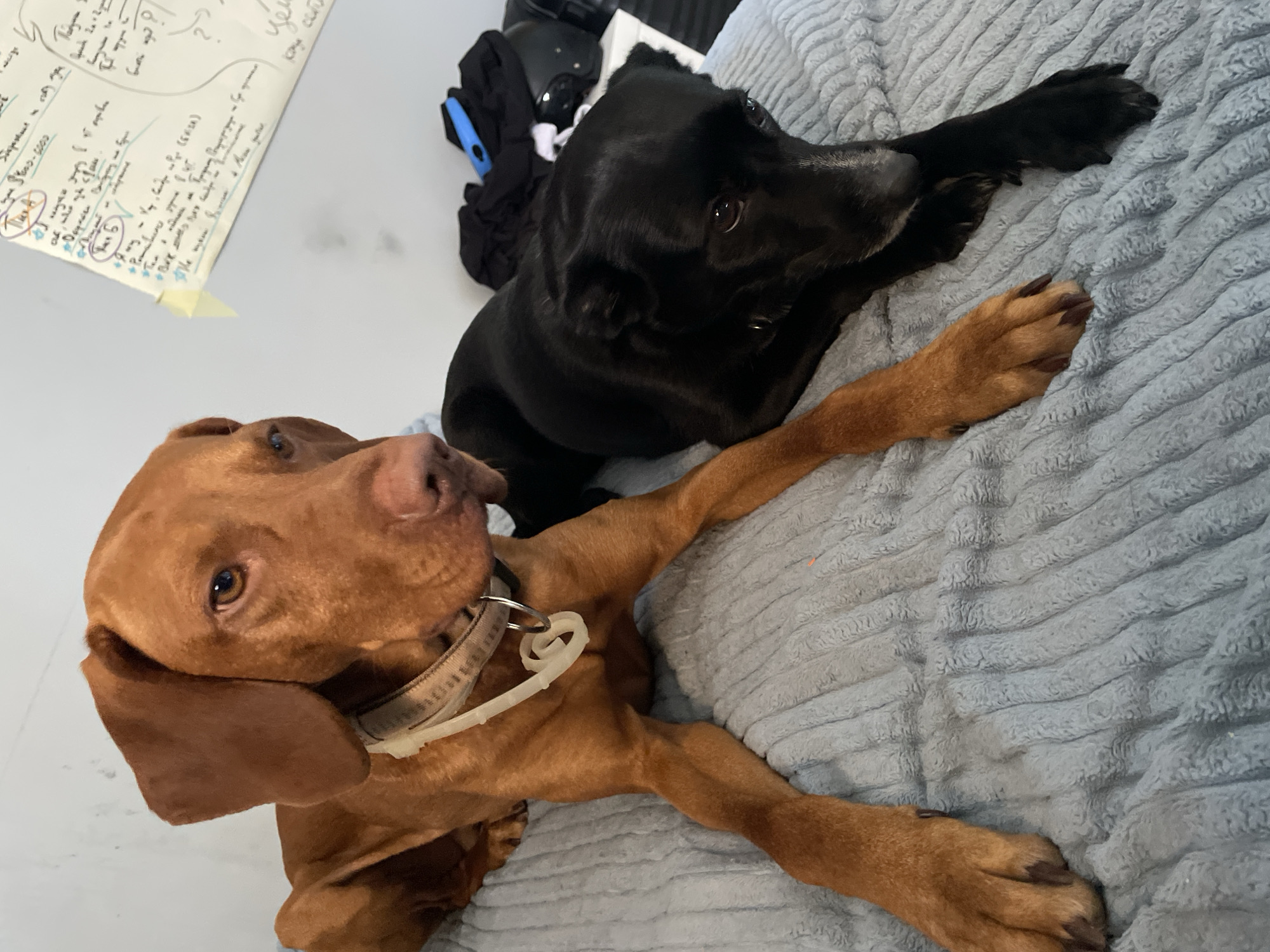 Two dogs are resting on a blue, textured blanket in what appears to be an indoor setting. On the left is a larger, reddish-brown Vizsla with a tan collar. It is lying on its side, with its head facing left. On the right is a smaller, black dog, possibly a terrier mix, also lying down, with its head resting on its paws. A piece of paper with handwritten notes, appearing to be in Cyrillic script, is pinned to a light-colored wall in the background, along with a black motorcycle helmet and some dark clothing. There is no indication of the city of Herceg Novi, Montenegro, in the image.
