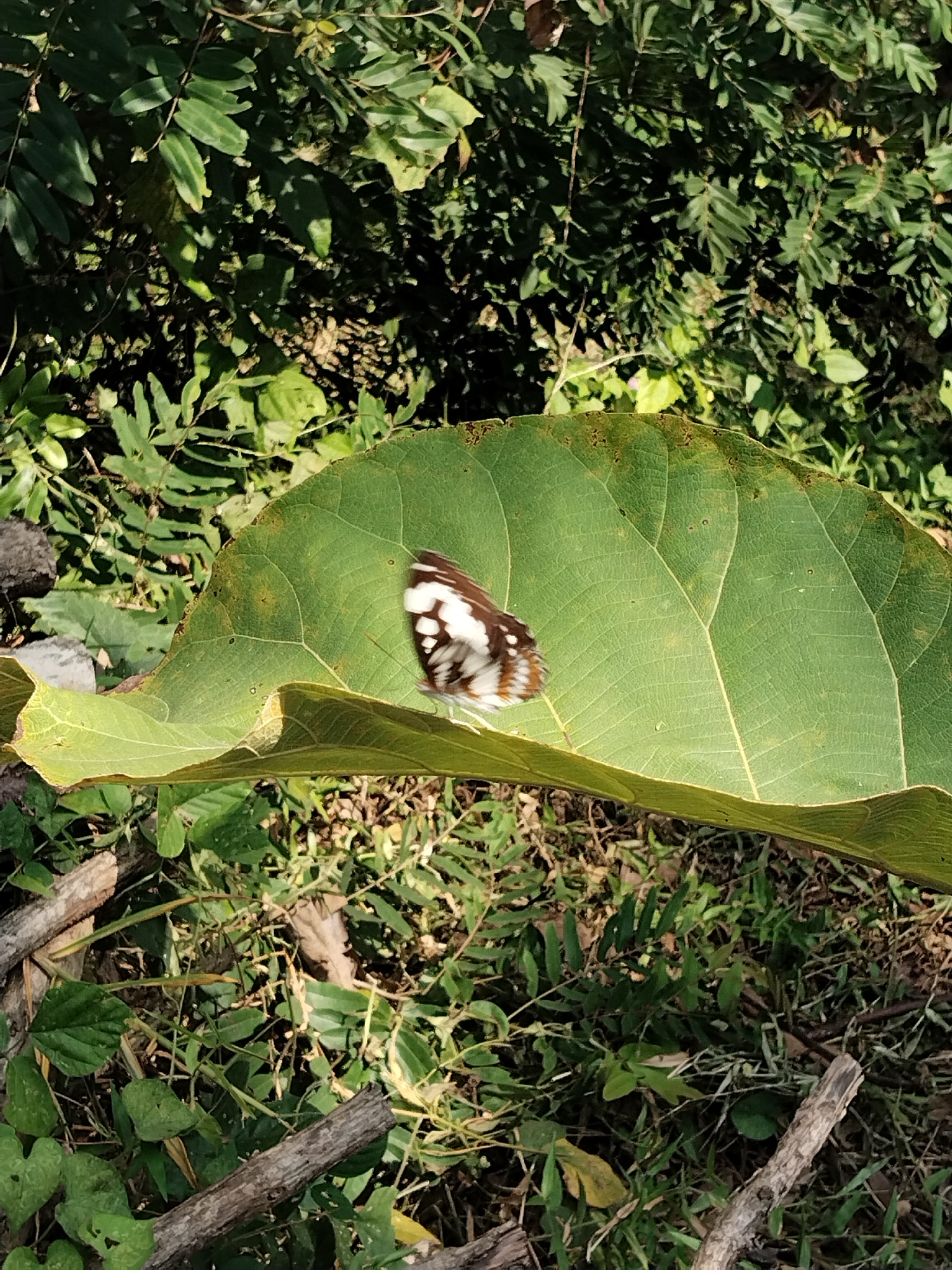A butterfly with brown and white markings is perched on a large, green leaf that is angled towards the viewer. The leaf has prominent veins and some brown spots along its edges. The butterfly's wings are slightly blurred, suggesting it might be in motion. The background is a dense growth of green foliage and some fallen branches and dry leaves on the ground. The scene appears to be outdoors, in a natural environment, possibly a garden or a wooded area. The lighting suggests it is daytime, with sunlight filtering through the leaves. There are no people or man-made structures visible in the image.