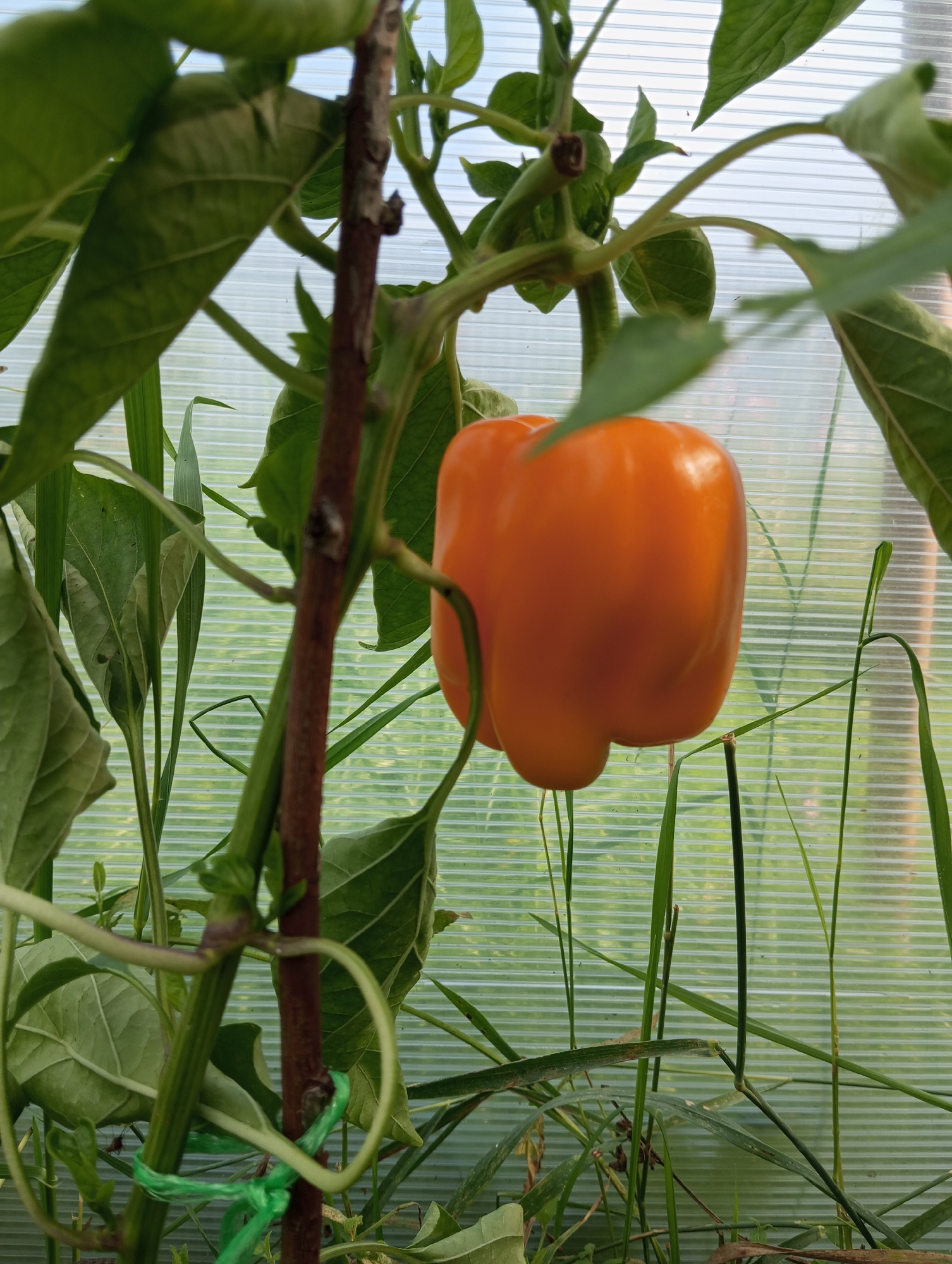 An orange bell pepper is growing on a plant inside a greenhouse. The bell pepper is plump and shiny, with a few faint lines on its surface. It is attached to a thick, brown stem, with green leaves and vines surrounding it. The background of the image shows the corrugated plastic walls of the greenhouse and some green foliage. The lighting suggests it is daytime.