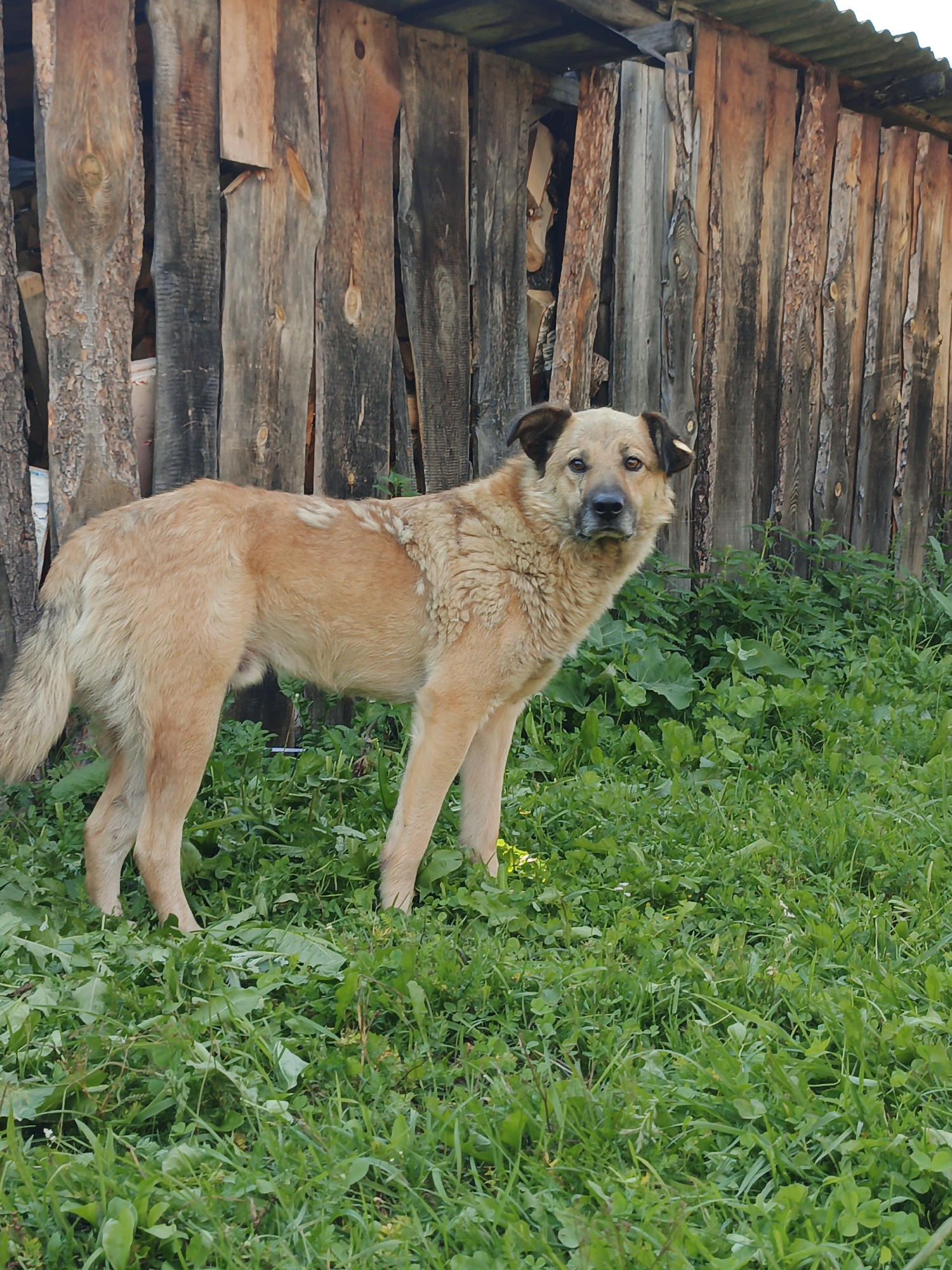 A tan dog stands in a grassy area in front of a weathered wooden fence. The dog is facing the camera with its head turned slightly to its right. Its fur is a light tan color with some darker markings on its ears and a lighter patch on its back. The dog has dark eyes and a black nose. The wooden fence is made of vertical planks of varying widths and colors, with some appearing rough and aged. Behind the fence, to the left, is a glimpse of stacked wood. The grass in front of the fence is lush and green, with some scattered leaves and small white flowers. The overall scene suggests an outdoor setting, possibly in a rural or semi-rural area, given the rustic fence and natural vegetation. The image was taken in the village of Medvedyovka, Russia.