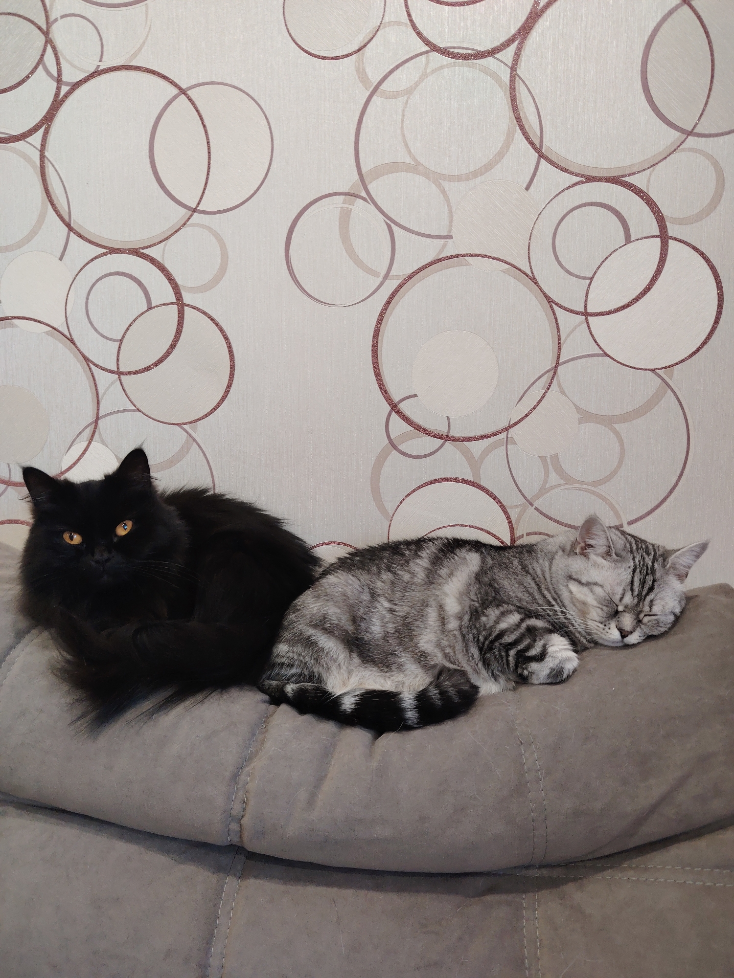 Two domestic cats are resting on a padded sofa in front of a wall with a circular pattern wallpaper. On the left is a long-haired black cat with bright orange eyes, looking directly at the camera. To its right, a grey and black tabby cat is sleeping, curled up on its side. The sofa is a neutral grey color and has visible stitching. The wallpaper is light-colored with scattered brown and lighter brown circles of varying sizes.