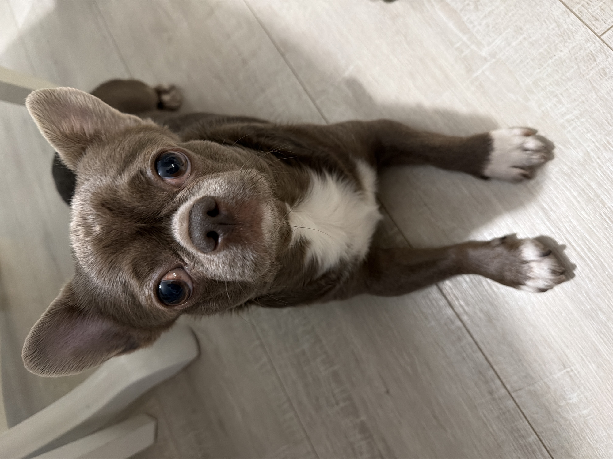 A small, brown and white Chihuahua is lying on a light-colored wooden floor. The dog is looking directly up at the camera. The front paws are extended in front of it. Part of a white chair leg is visible in the lower left corner. The location is an interior space with modern flooring. The city of Votkinsk, Russia is not determinable from the image.