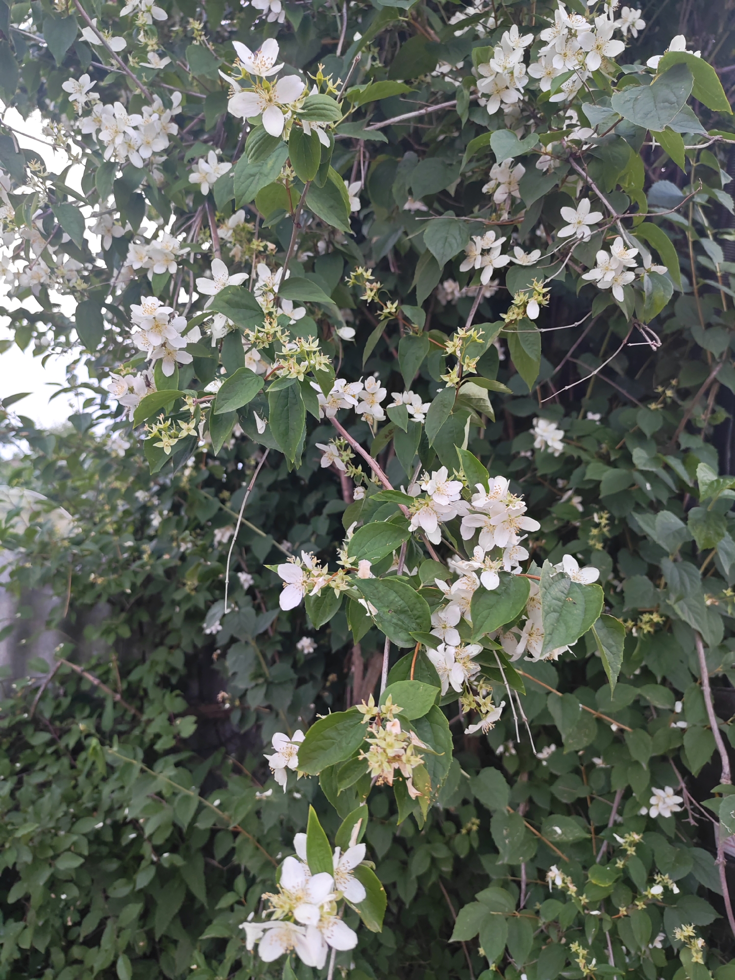 The image depicts a close-up view of a flowering bush, likely Philadelphus, commonly known as mock orange, with numerous small, white, star-shaped flowers and green leaves. The bush is dense and appears to be growing outdoors, with a grey, textured wall or fence visible in the background to the left. The lighting suggests it is daytime, with soft shadows indicating an overcast sky or the presence of shade. The focus is primarily on the flowers and foliage, highlighting the delicate structure of the blooms and the rich green of the leaves. There are no people or animals present in the scene. The setting appears to be a garden or a natural area within a city. The location is stated as Васильково, Russia.
