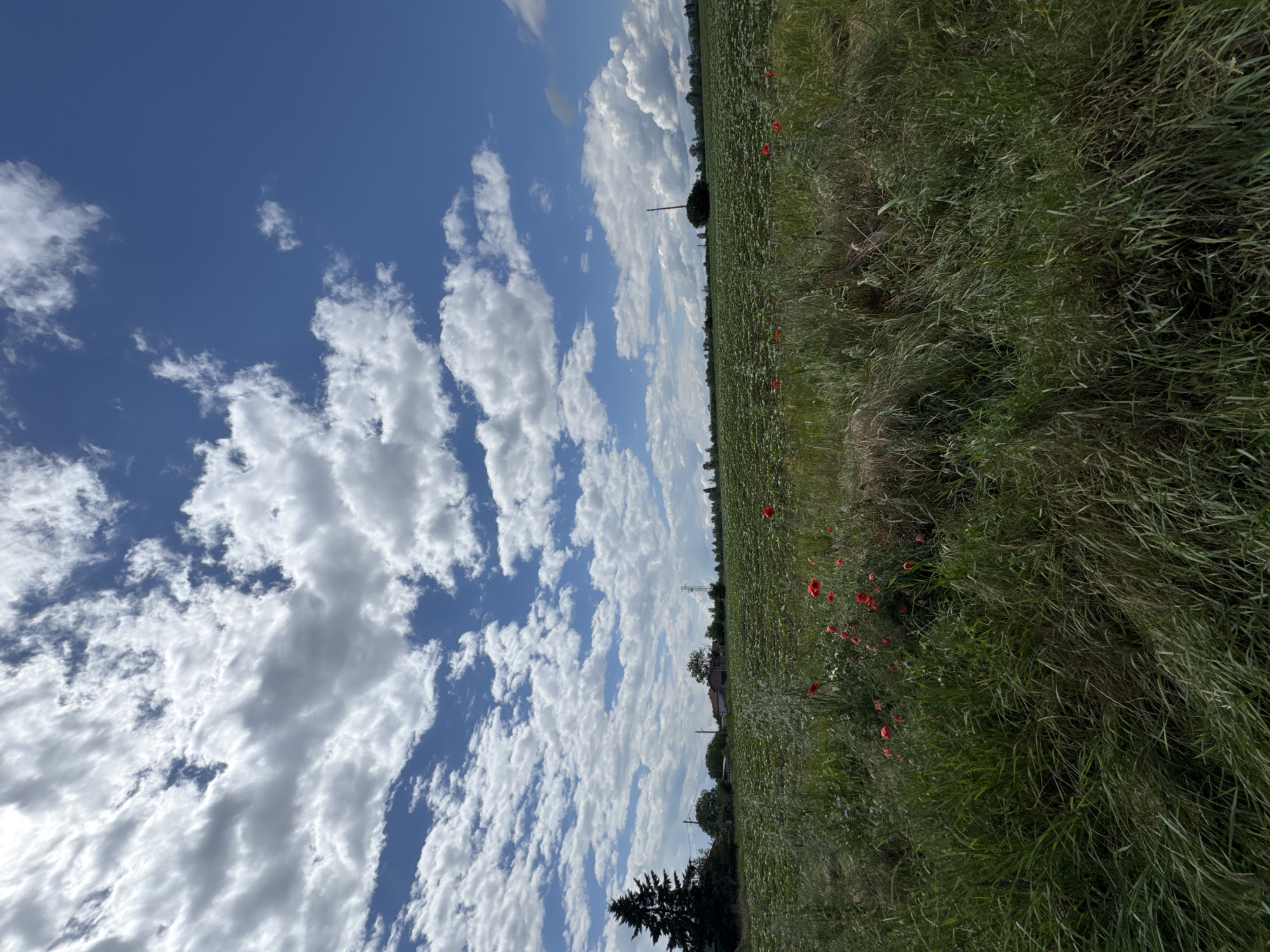 The image captures a vibrant rural landscape under a bright, partly cloudy sky in Yana, Bulgaria. The scene is dominated by a vast blue sky, approximately two-thirds of the frame, filled with numerous fluffy white cumulus clouds. Some thinner, higher clouds are also visible, adding texture to the expansive sky.
In the lower portion of the image, a lush green field stretches into the distance, appearing to be cultivated with young plants or crops. Scattered throughout this field and more densely along the right edge are vibrant red poppies, along with other wildflowers. The immediate foreground on the right features thick, tall green grass and foliage.
A solitary, small tree with a rounded canopy stands in the midground of the field, while a line of trees marks the distant horizon. Further in the background, on the left, a dark conifer tree is prominent. Distantly, a utility pole or power line tower and what appears to be a house or farm building can be seen.
The photograph depicts a peaceful daytime scene, likely late morning or early afternoon, characterized by clear visibility and bright sunlight filtering through the clouds. No people or animals are visible, and no text is present. The overall impression is one of natural beauty and an open, serene countryside setting.