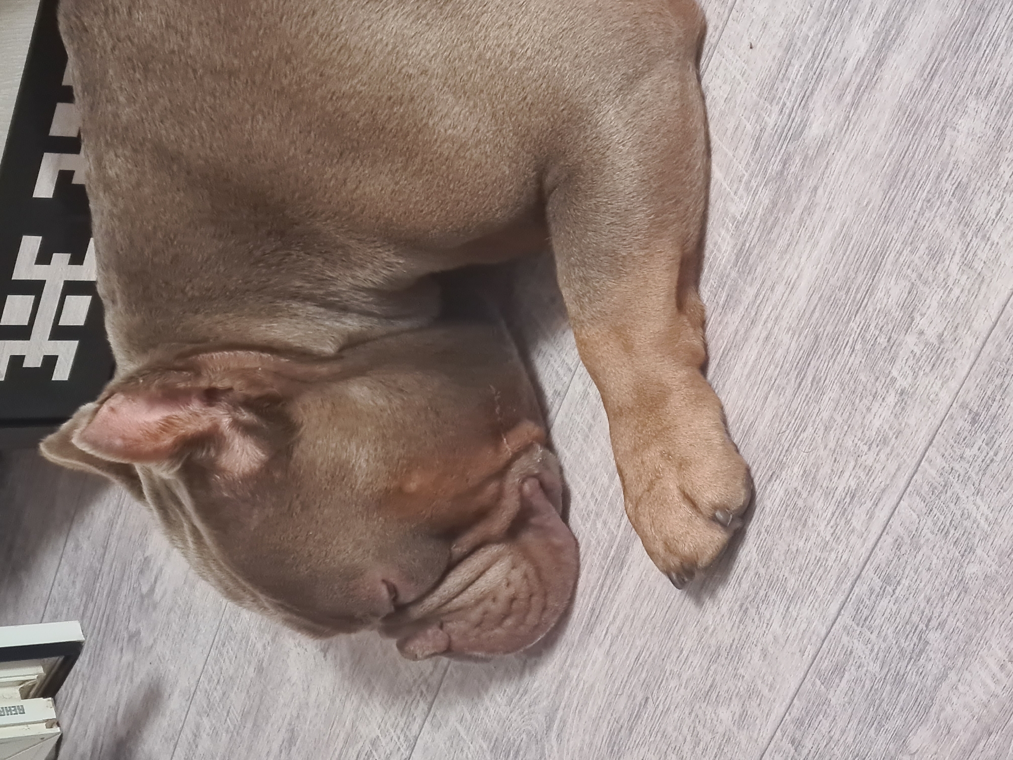 A tan-colored dog is lying on a light-colored, wood-planked floor, with its head turned to the left. The dog's body is mostly out of frame, but its hind leg and paw are visible on the right side of the image. The dog's face is wrinkled, and its ears are floppy. A black and white patterned mat is partially visible on the left side of the image, behind the dog's head. The lighting suggests it is daytime. The overall mood is calm and relaxed, as the dog appears to be sleeping or resting. There is no visible text in the image.