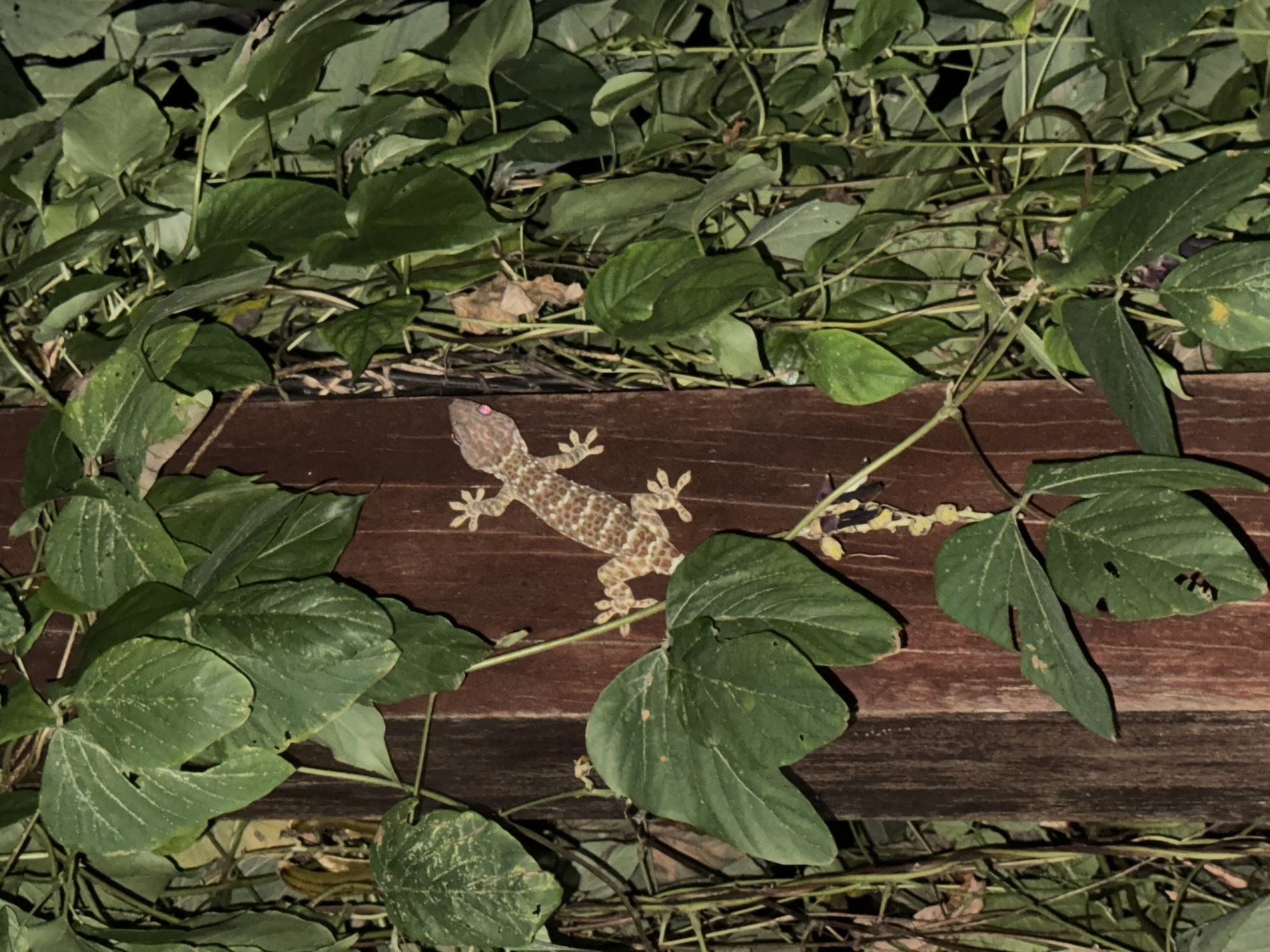 A Tokay gecko clings to a weathered, brown wooden surface that may be part of a structure like a fence or building. The gecko is pale with orange spots, and has a bright pink eye. The background is filled with dense green foliage, which appears to be a climbing plant. The scene is likely at night, evidenced by the dim lighting, and seems to be outdoors, with the location being Ungasan, Indonesia. No people or interactions are directly visible.