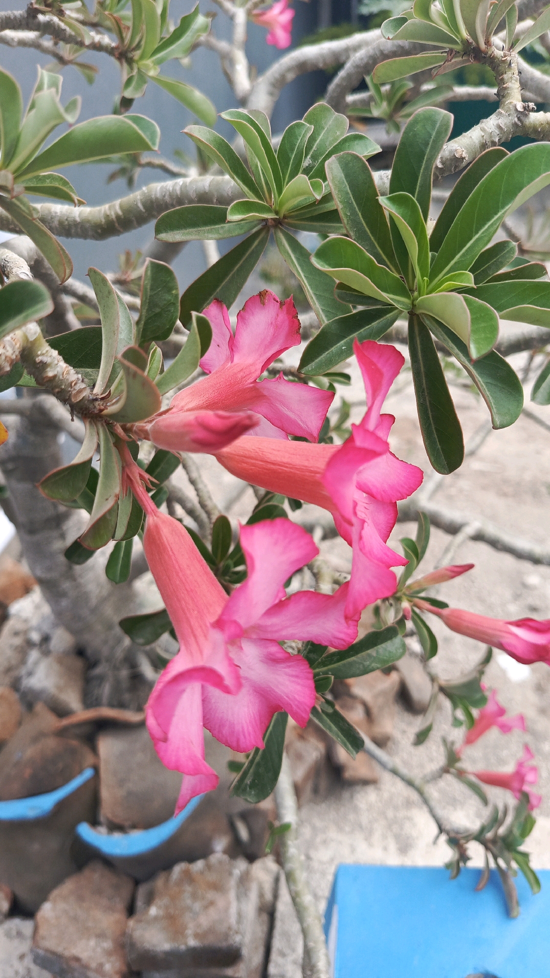 The image shows a close-up of a desert rose plant with vibrant pink flowers. The plant has thick, greyish branches and green, succulent leaves. Several flowers are in focus, displaying their trumpet-like shape and delicate petals. In the background, there are hints of what appear to be potted plants and stones, suggesting an outdoor setting. The lighting suggests it is daytime. The scene is located in Ronowijayan, Indonesia.