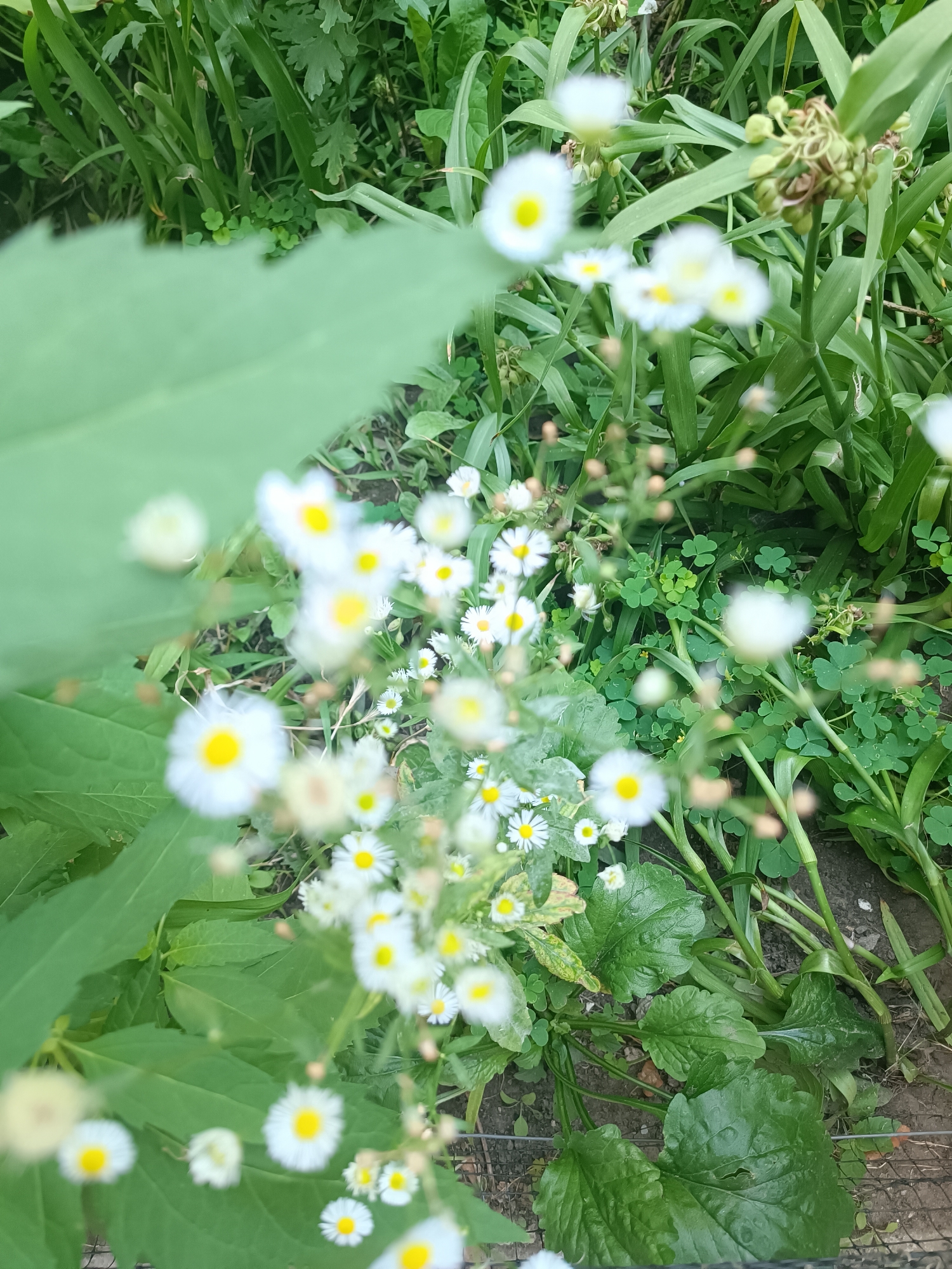 The image shows a close-up, high-angle view of a cluster of small white daisies with yellow centers, growing in a garden setting. The flowers are in various stages of bloom and are surrounded by lush green foliage, including broad leaves and tall grass-like plants. Some of the flowers and leaves are slightly out of focus, suggesting shallow depth of field. The ground beneath the plants is visible in parts, appearing as dark soil with some scattered debris. The overall impression is of a natural, overgrown outdoor space. The image is tagged as being from Unknown, Unknown.