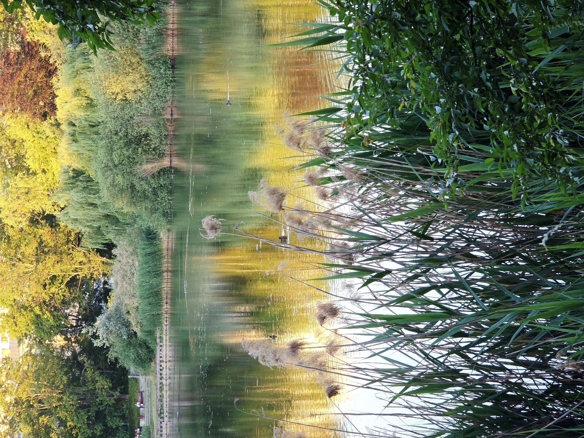 The image depicts a tranquil scene at a park lake in Warsaw, Poland, likely during a warm, sunny day. The sun is low, casting a golden glow on the water and highlighting the vibrant green of the trees and reeds.
The foreground is dominated by tall, feathery reeds, some in bloom with their fluffy seed heads, bordering the lake. Their slender green leaves create a natural frame, partially obscuring the view of the water.
In the middle ground, the lake stretches out, its surface reflecting the colorful foliage of the trees on the opposite bank and the warm hues of the setting sun. A few ducks are visible on the water, adding a touch of life to the serene environment. A small, dark object, possibly a duck blind or a small boat, floats in the distance.
The far bank of the lake is lined with a dense array of trees, displaying a mix of lush green and golden yellow foliage, suggesting it might be late summer or early autumn. A paved walkway or pier runs along the edge of the water, with a few people seated on benches, enjoying the peaceful atmosphere.
The overall mood is one of serenity and natural beauty, enhanced by the warm, soft light of the late afternoon or early evening. There is no visible text in the image.
