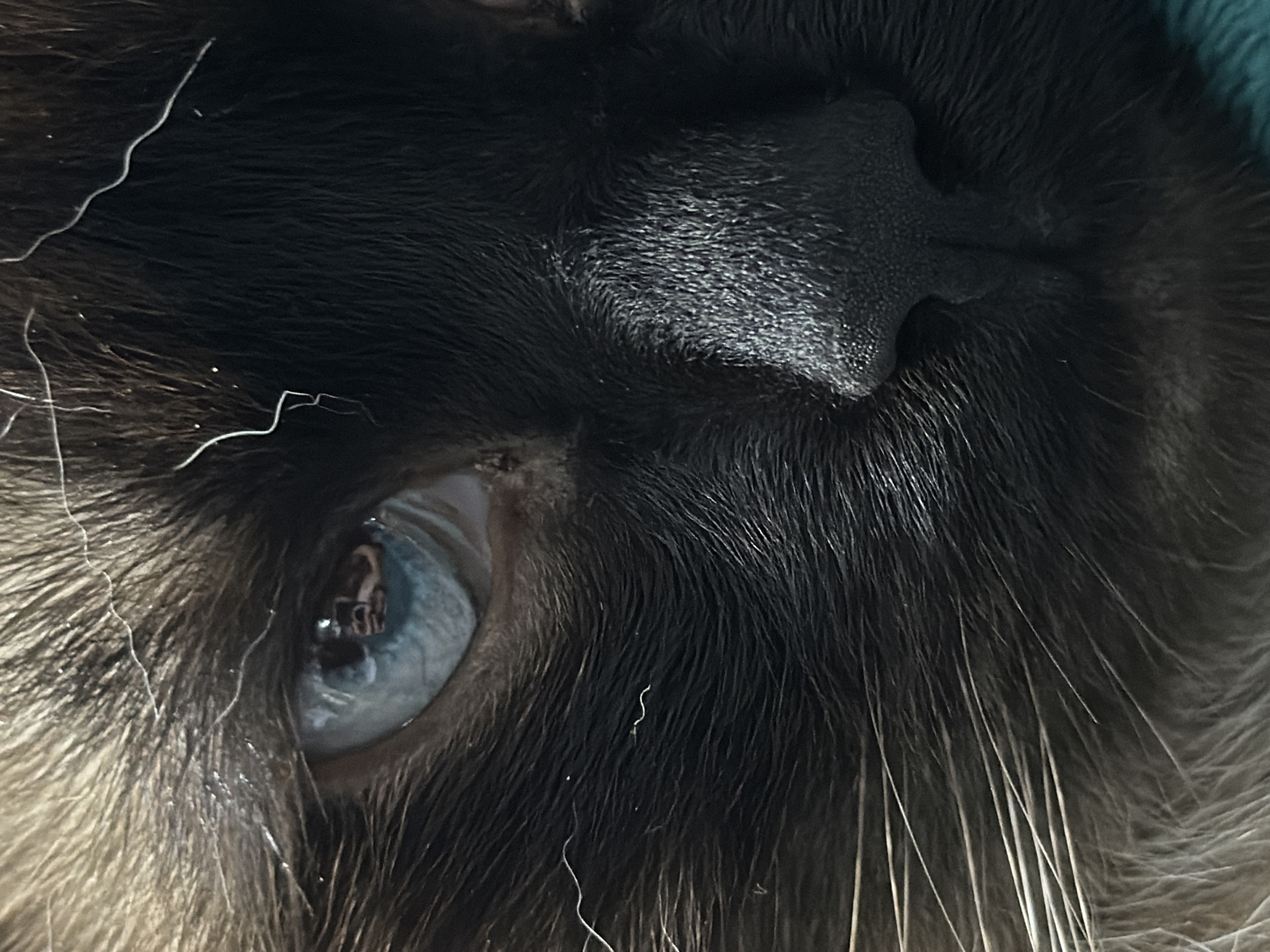 A close-up, macro photograph captures a segment of a cat's face, focusing on its eye and nose. The cat appears to be a Siamese breed, with piercing blue eyes and dark fur. The left eye is visible, reflecting a small image of what seems to be a person holding a phone, likely the photographer. The cat's nose is dark, textured, and prominently featured. Several strands of white hair, possibly whiskers or stray hairs, are scattered across the dark fur. The background is blurred, with a hint of teal fabric visible at the bottom right. There is no discernible location in the city of Япрыково, Russia.