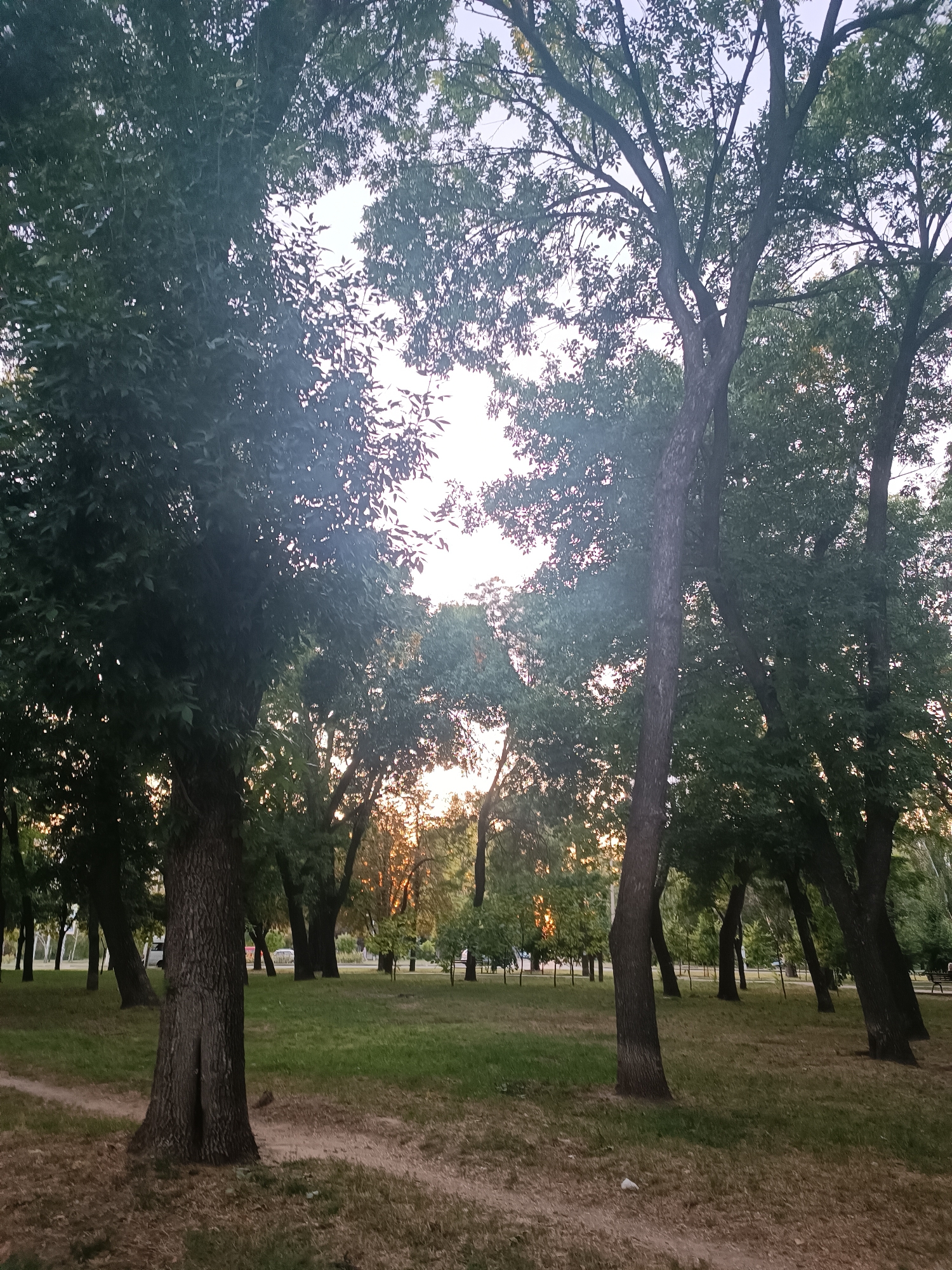 The image depicts a park scene with lush green trees and grass. The sun is setting, casting a warm golden glow through the leaves. A sandy path winds through the park, and in the distance, cars and benches are visible. The overall atmosphere is peaceful and serene. The park appears to be well-maintained and offers a pleasant environment for outdoor activities.