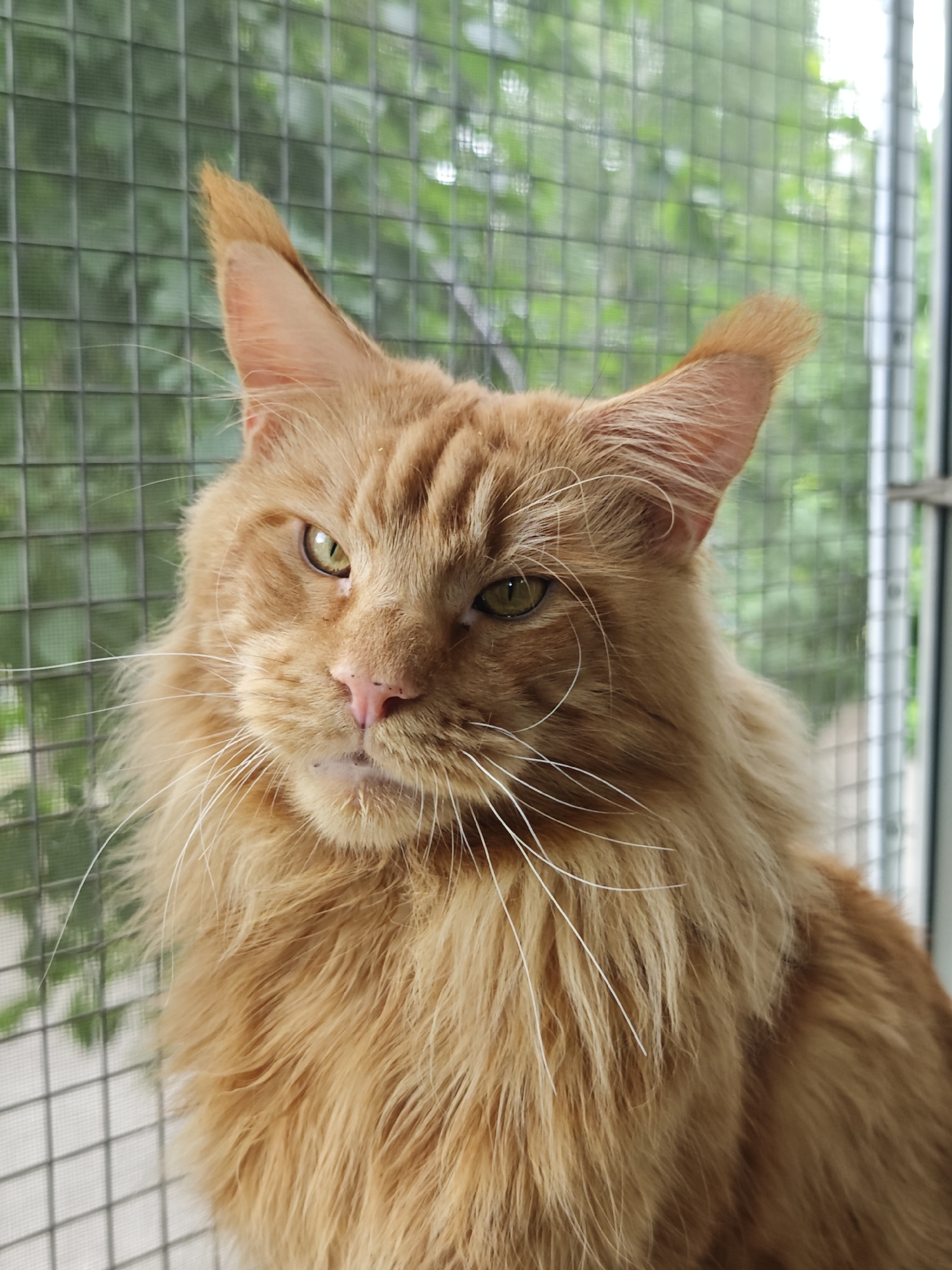 A close-up, head-and-shoulders shot shows a ginger-colored Maine Coon cat looking slightly to its left. The cat has tufted ears, prominent white whiskers, a pink nose, and green eyes. It is positioned in front of a wire mesh enclosure, with blurred green foliage visible through the mesh in the background. The lighting is natural and appears to be from an outdoor setting. The cat is the sole subject of the image.