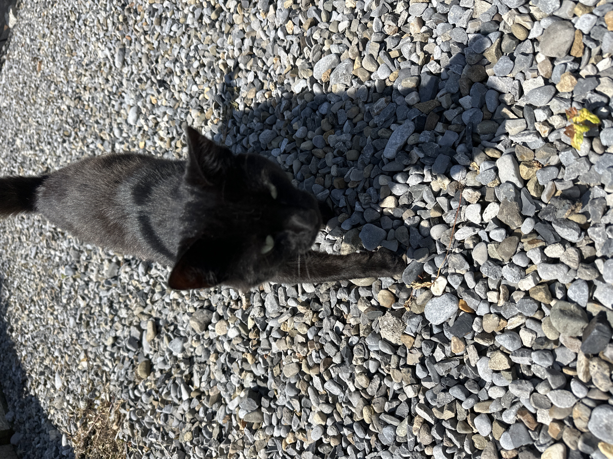 A black cat is walking on a gravel path in the daylight. The cat is facing the camera and appears to be in good health. The gravel path is made up of small, grey stones. The background is blurred, but it appears to be an outdoor setting. There are no people visible in the image.