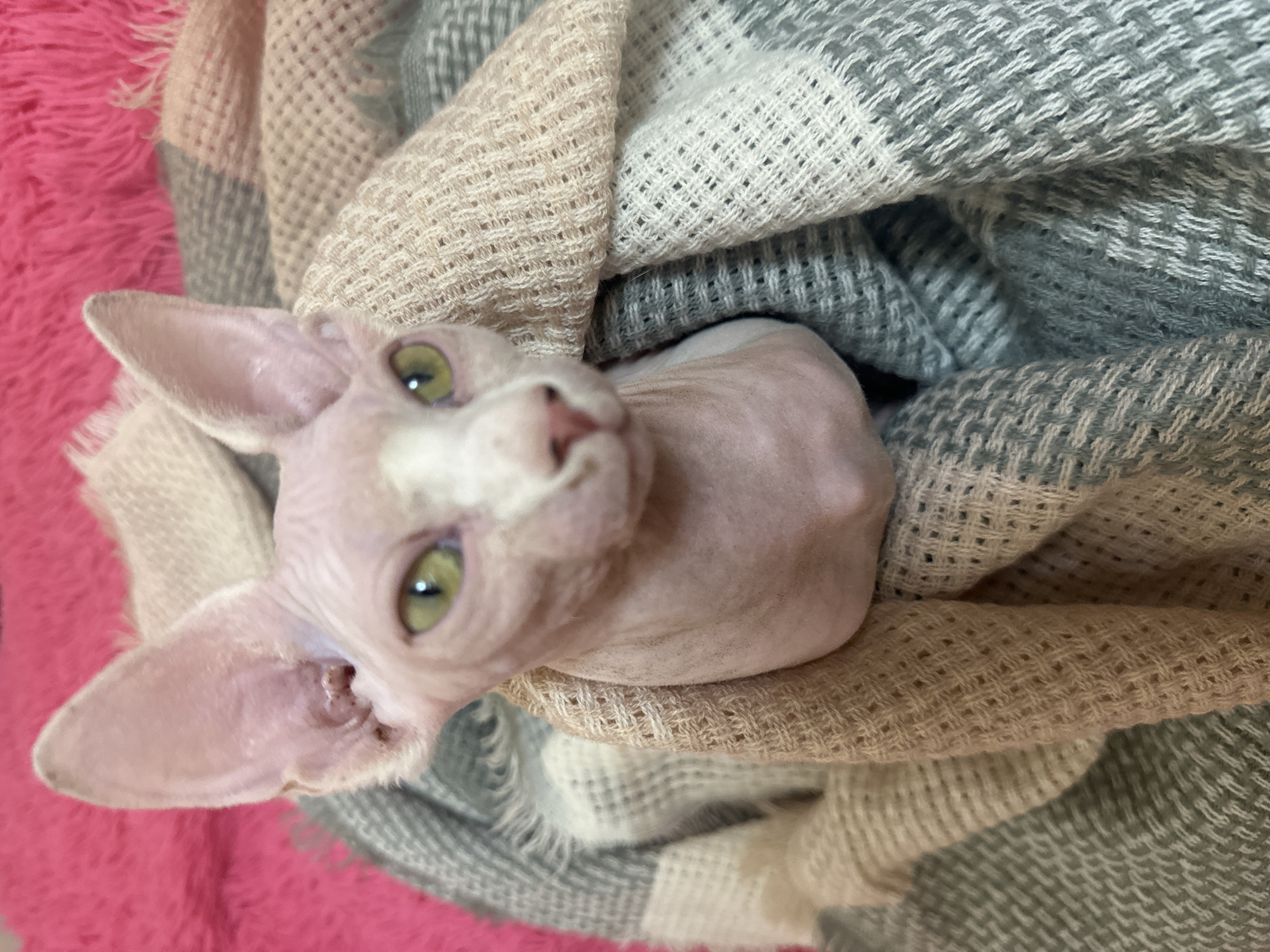 A light-skinned Sphynx cat is the central subject of this close-up image, nestled snugly in a woven blanket. The cat's face, with its distinctive hairless skin, prominent large ears, and striking bright green eyes, is turned towards the viewer, conveying a sense of curiosity. Its skin appears a pale pink or beige hue. The blanket enveloping the cat features a textured, patterned weave in shades of light beige, white, and grey, providing a soft and warm environment. To the left and slightly behind the cat, a vibrant, fluffy fuchsia-pink textile is visible, adding a pop of color and suggesting a cozy indoor setting, likely on a bed or sofa. The intricate woven patterns of the blankets are evident, showcasing different textures. A small amount of dark ear wax is visible within the cat's left ear canal, a common characteristic for the breed. The overall scene depicts a peaceful moment of comfort for the feline. No text is visible in the image. The setting is an indoor location in Yerevan, Armenia.
