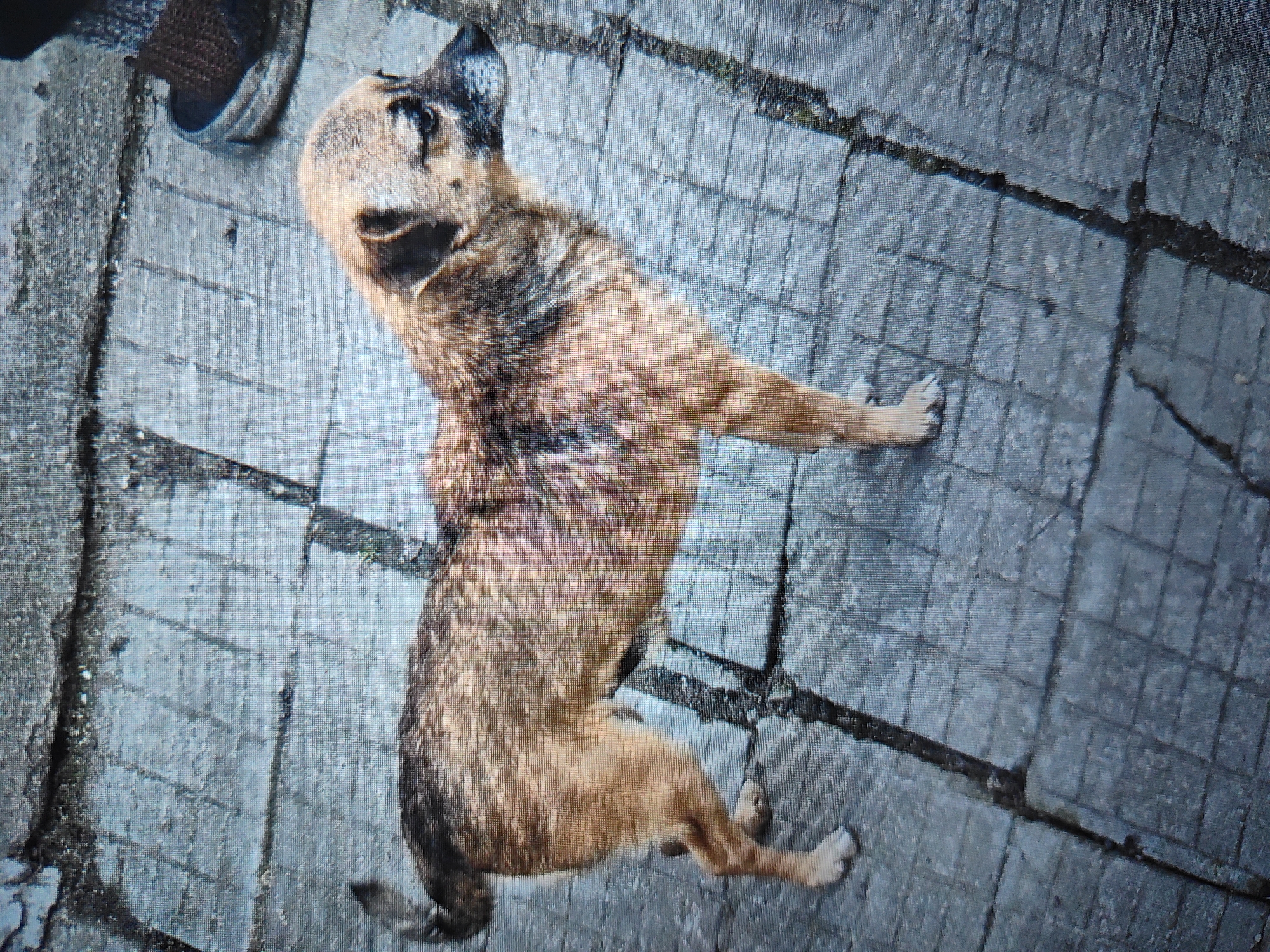A medium-sized, tan and brown mixed-breed dog is lying on a gray, paved surface composed of rectangular blocks. The dog is resting on its side with its front legs extended outward. Its head is tilted upward, suggesting it is looking at something above. To the top left of the dog is a partially visible object which seems to be the bottom of a shoe on a brick or concrete surface. The setting is outdoors, likely in a public area in Kaspichan, Bulgaria, as indicated. The overall impression is that the dog is resting in a paved area.