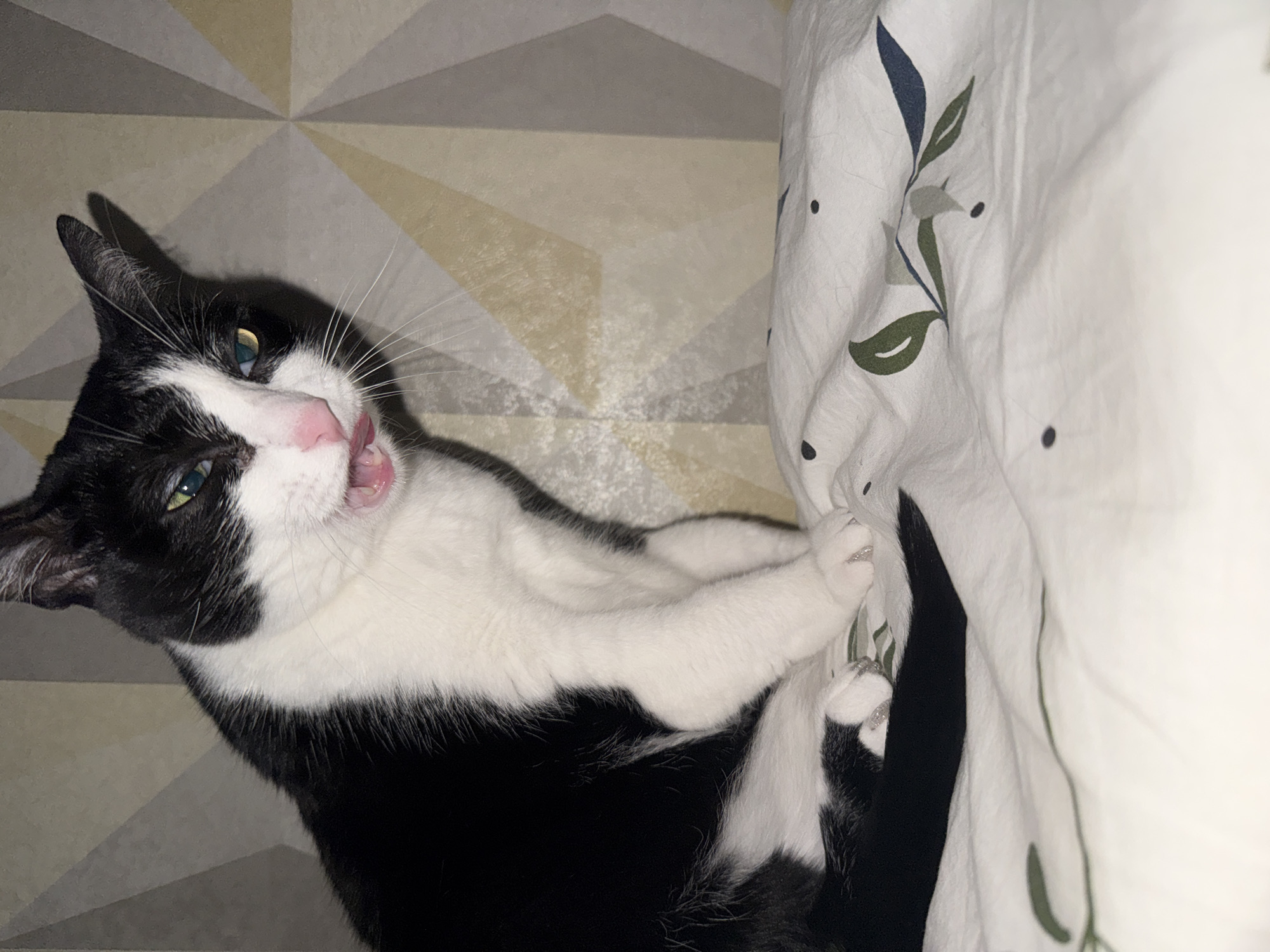 A black and white cat is lying on its back, pawing at a white sheet with a floral pattern. The cat's mouth is open, and its tongue is visible. The background is a wall with a geometric pattern. The location of this image is unknown and there is no reason to believe it is in the city of Chaikovsky, Russia.
