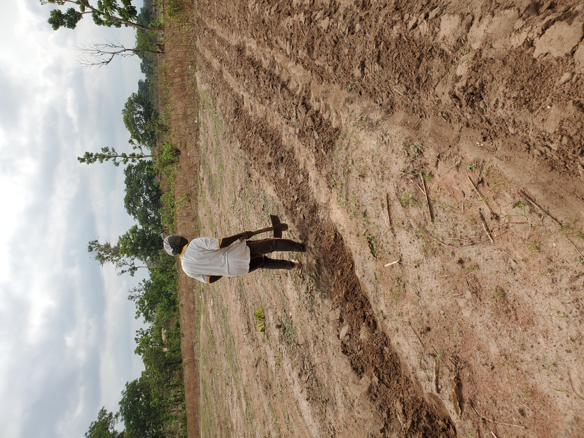 A person stands in a field in Mararaba, Nigeria, holding a tool with a hammer-like head. The person is wearing a light-colored shirt and dark trousers. The field appears to be freshly plowed with rows of turned soil. Trees are visible in the background, along with an overcast sky. The foreground shows a mix of bare earth and sparse vegetation.