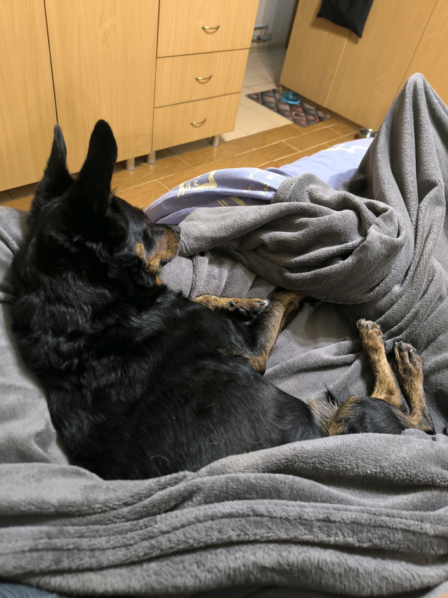 A black and tan medium-sized dog with pointed ears lies on a grey blanket. The dog is facing left, with its head resting on the blanket. Its paws are visible, with one paw on top of the other. The background shows a light wood dresser with three drawers and a tiled floor. The scene appears to be an indoor setting, likely a bedroom or living area. There are no people visible in the image. The lighting is dim, suggesting it might be evening or nighttime. No specific location in Mykolaiv, Ukraine can be determined from the image.