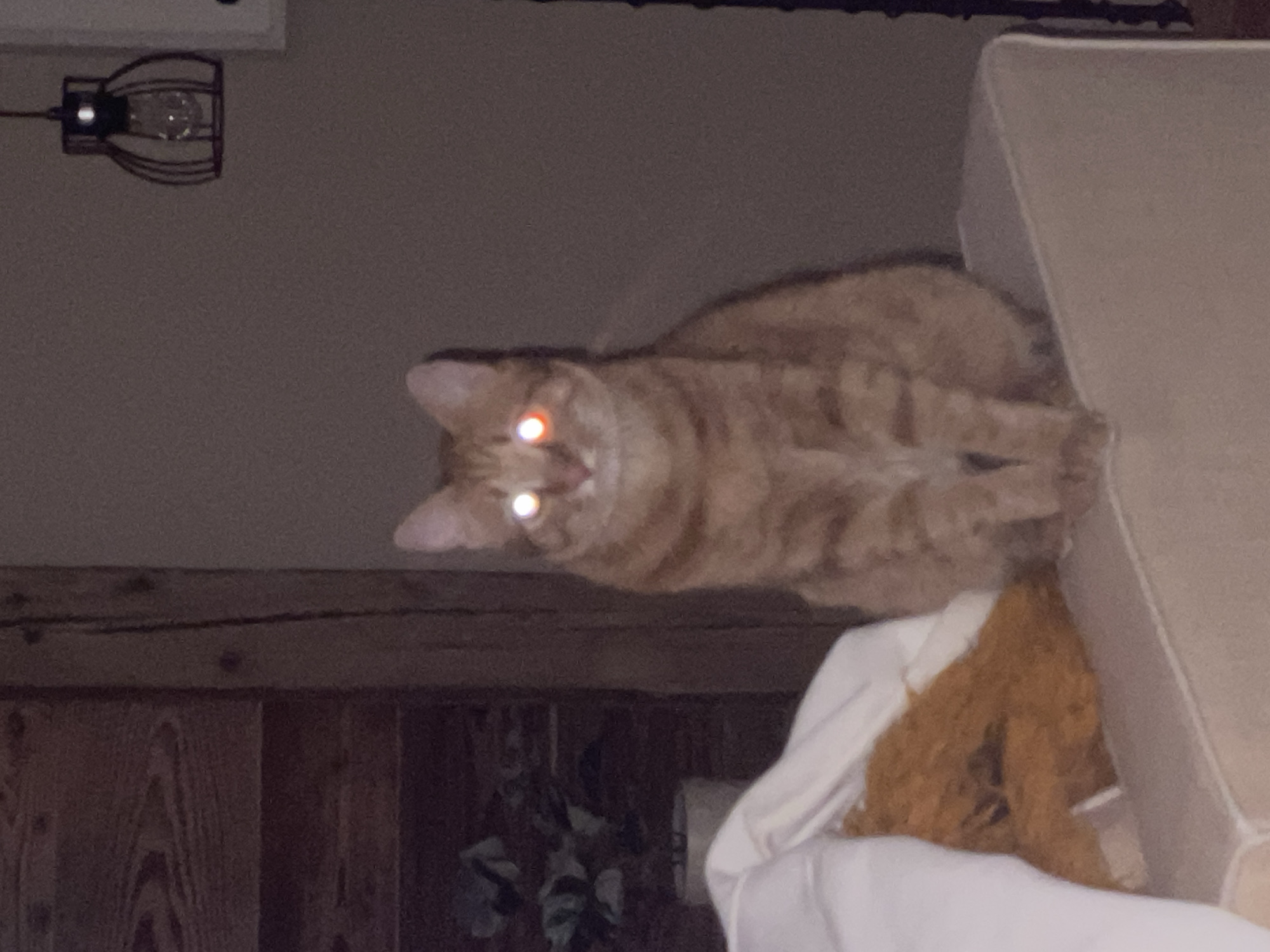 An orange tabby cat with glowing eyes is perched on the back of a light-colored sofa. The background includes wood paneling, an indiscernible plant, and a light fixture hanging from the ceiling. The location appears to be indoors, in a residential setting.
