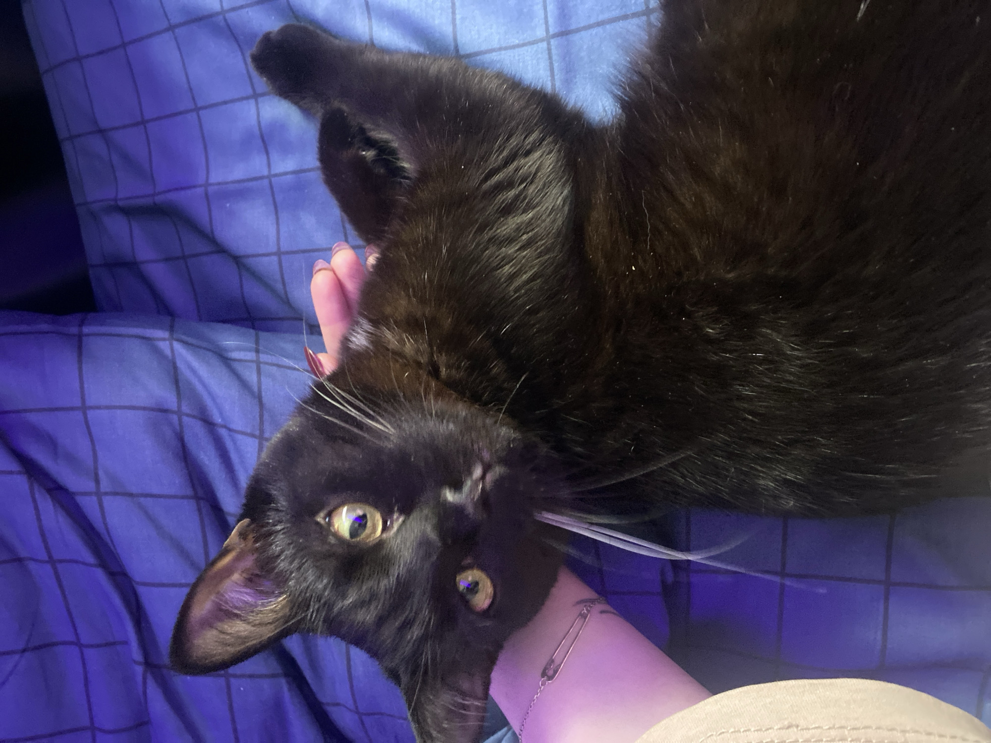 A black cat is depicted in a close-up, horizontal orientation, resting on blue checkered bedding. The scene is indoors, likely in a bedroom in Izhevsk, Russia. The cat has sleek black fur and striking green-yellow eyes, which are looking directly towards the viewer. Its white whiskers are prominent against its dark fur.
A person's fair-skinned arm and hand are visible, gently resting against the cat's head and neck area, suggesting an interaction like petting or cuddling. The person has light-colored fingernails with a subtle purple tint, and a silver safety pin attached to a chain is visible on their wrist, possibly as part of a bracelet or earring.
The lighting is dim and casts a distinct blue and purple hue over the entire scene, particularly on the bedding, indicating artificial light, possibly from an LED strip or screen, or low ambient light. The cat appears calm and relaxed, with its head tilted to one side. No specific time of day or weather is discernible, though the lighting suggests evening or night. There is no visible text in the image.