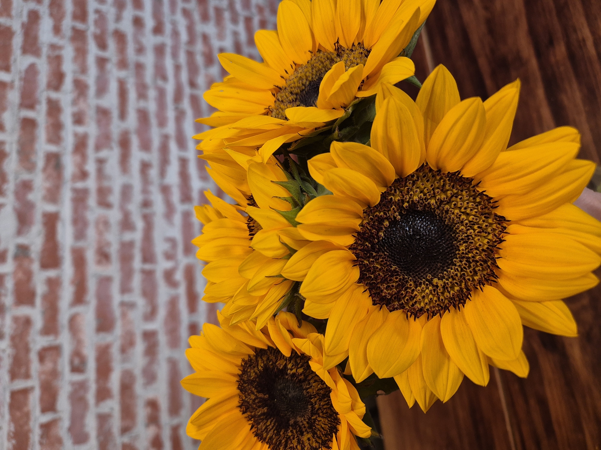 The image shows a close-up of a bouquet of sunflowers against a brick wall and a wooden surface. The sunflowers are a vibrant yellow with dark centers, and their petals are detailed and textured. The brick wall in the background is out of focus, with visible red bricks and white mortar. The wooden surface in the foreground appears to be a table or countertop. There are no people, actions, or interactions depicted in the image. The scene is static and focuses solely on the floral arrangement. The location in the city of Đà Nẵng, Vietnam is not discernible from the image itself.
