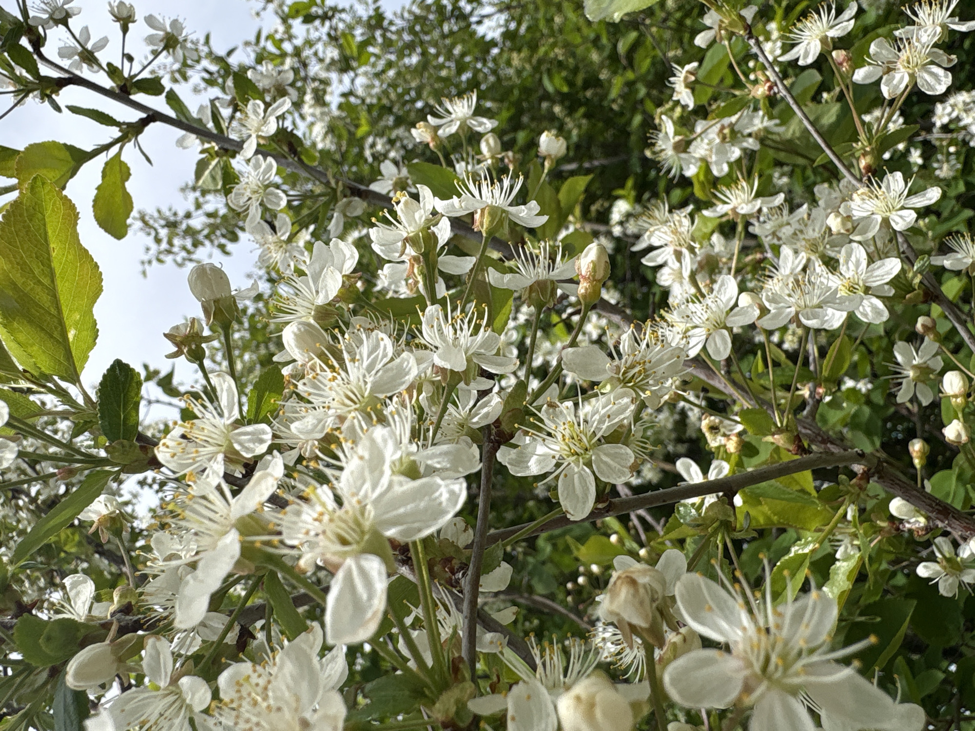 The image shows a close-up view of a flowering tree or shrub, likely in Izhevsk, Russia, due to the prompt's information. The flowers are small, white, and have numerous petals. The stamens are prominent and yellow. The branches are thin and brown. Green leaves are interspersed among the flowers. The background is blurred, suggesting other trees or vegetation. The scene is well-lit, likely taken during the day. There are no people visible in the image. The focus is on the blossoms and branches.