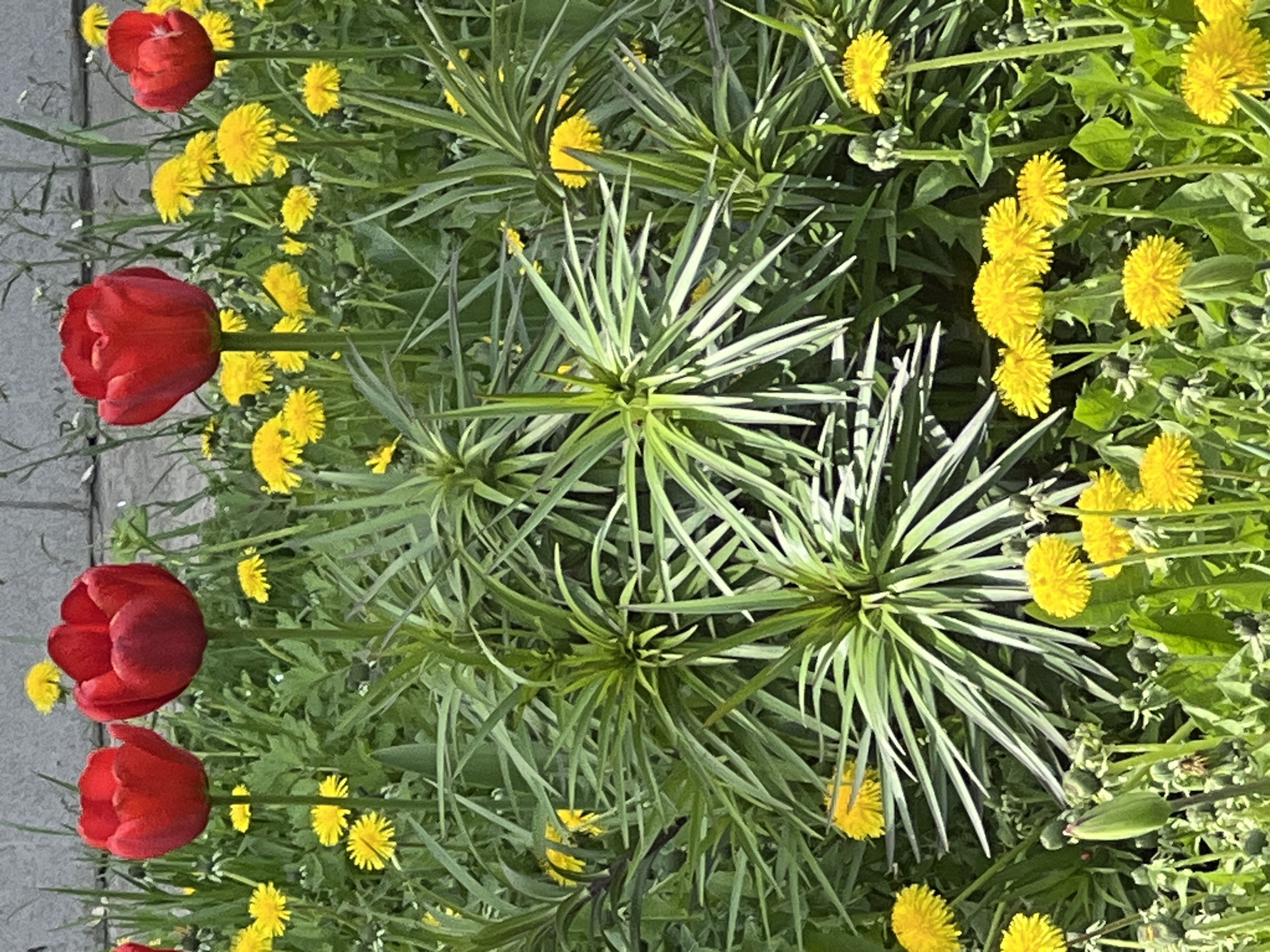The image presents a ground-level view of a patch of vegetation, likely within the city of Chaikovsky, Russia. The scene contains a mix of flowering plants, including red tulips and yellow dandelions. In the center of the image, there are plants with clusters of long, pointed green leaves radiating from a central point. The vegetation is dense. Part of a gray sidewalk can be seen to the left of the flowers.