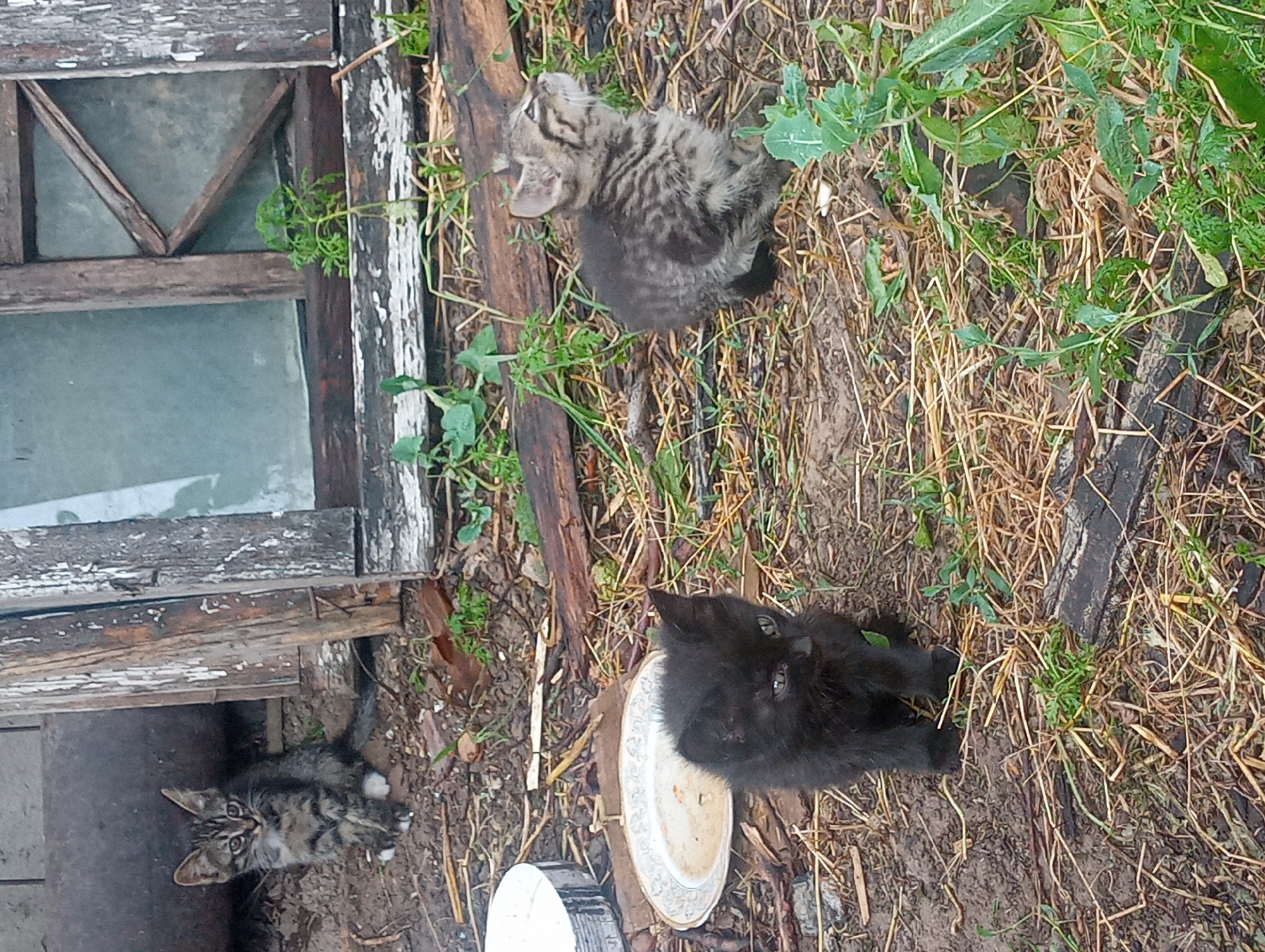 The image depicts an outdoor scene in Shymkent, Kazakhstan, featuring three kittens in a somewhat neglected environment. In the background, a weathered wooden structure with a glass pane resembling a window frame is visible. A large metal pipe is also present to the left. The ground is covered with dirt, dry grass, and debris.
In the foreground, to the left, a tabby kitten is sitting and looking towards the camera. It has grey and black stripes and white paws. In the center, a black kitten is sitting and looking down and to its right. A small, stained plate is positioned behind and to the left of the black kitten. To the right of the black kitten and further back, another tabby kitten is sitting and looking upwards and to its right. This kitten also displays grey and black stripes. The overall impression is of a somewhat rough, rural or abandoned setting where the kittens are seeking shelter.