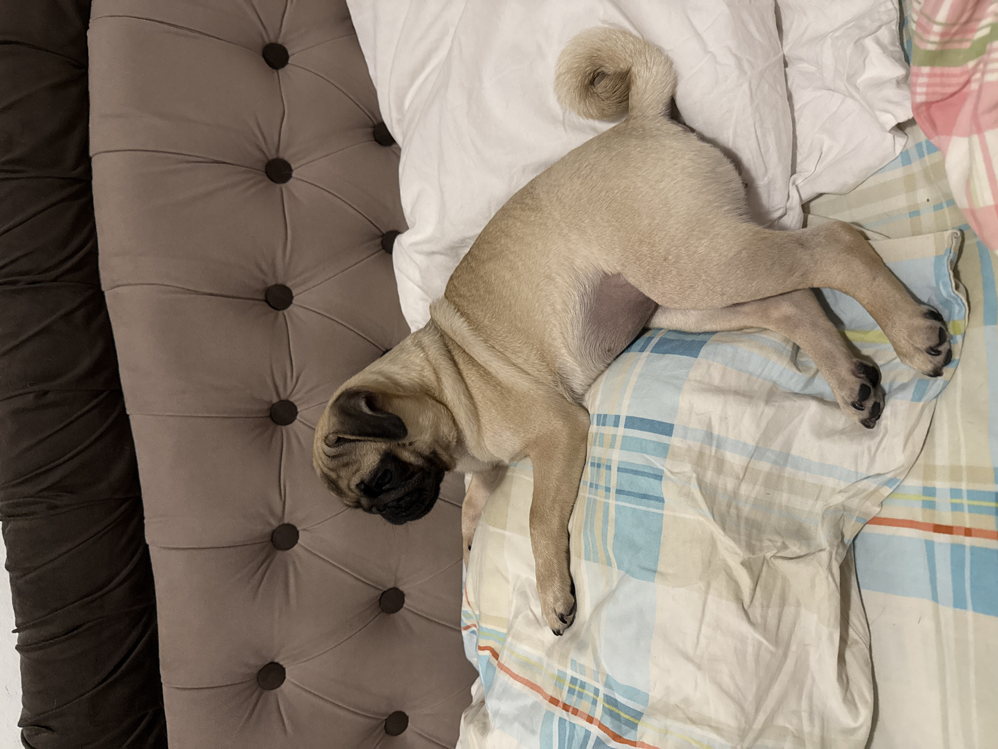A pug is lying on a bed, facing to the left of the frame. The pug is tan and white, with black markings around its eyes and muzzle. Its tail is curled up over its back. The bed has a tufted headboard that is brown at the top and a lighter brown with dark buttons in the middle. The pug is resting on a pillow with a blue and white plaid pattern. The rest of the bed is covered with white sheets. The image appears to have been taken indoors.