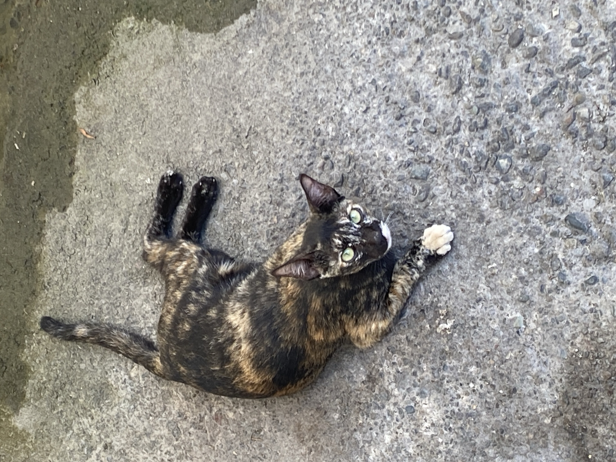 A tortoiseshell cat with green eyes lies on wet concrete. The cat is facing the camera, with its body stretched out to the left. Its fur is a mottled pattern of black, brown, and gold. The cat's tail is curled upwards. The concrete is rough and textured, with some areas appearing wet or reflective. A small puddle of water is visible in the upper right corner of the image. The scene appears to be outdoors, possibly in a residential area or alleyway. This location is consistent with the general environment of Banda Aceh, Indonesia, which has a tropical climate with frequent rainfall.