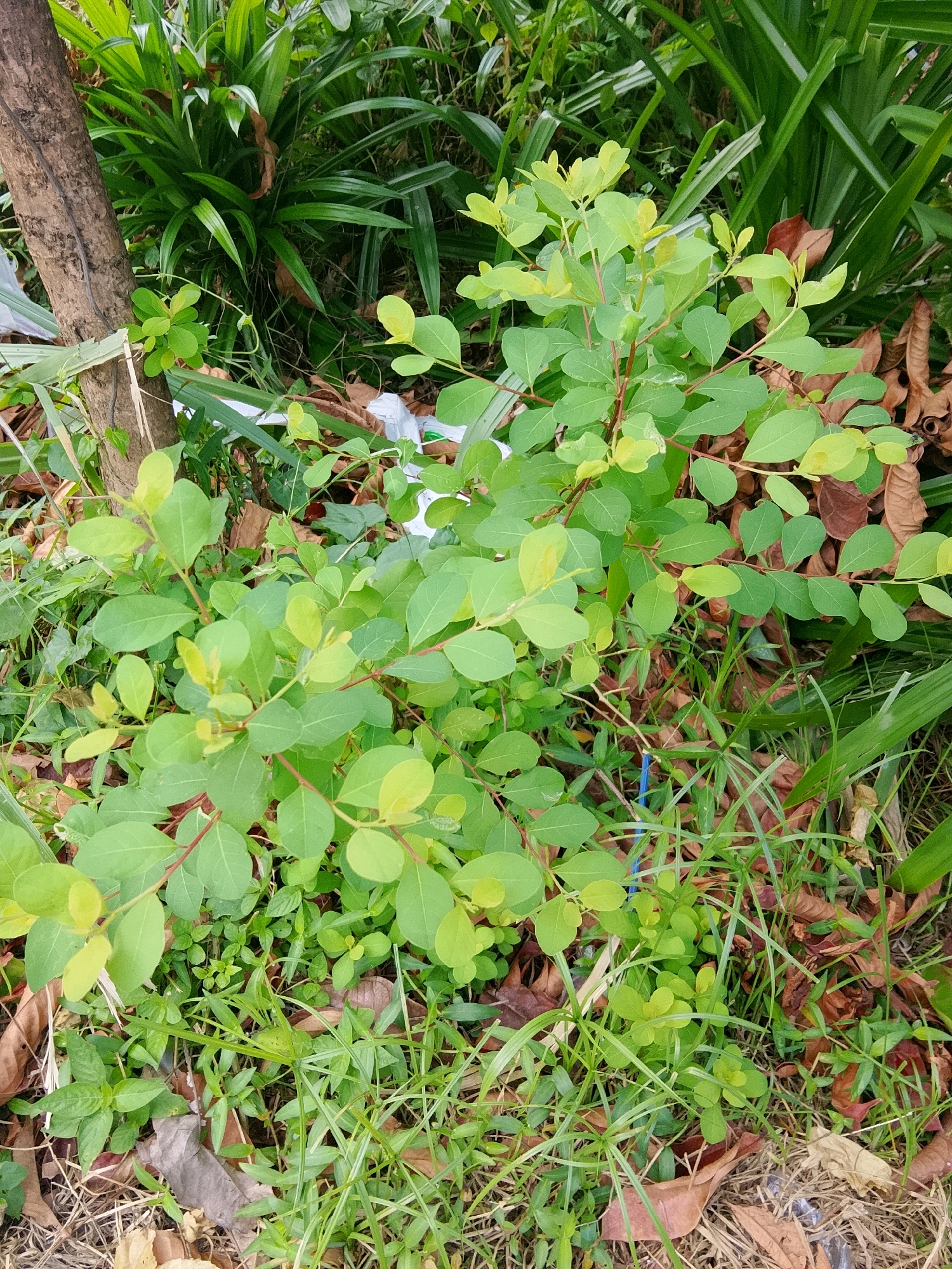 The image depicts a close-up, eye-level shot of a small, leafy green plant with a reddish stem, situated outdoors. The plant has numerous small, ovate leaves. It is growing amongst other vegetation, including grass and larger, dark green, blade-like leaves that appear to be pandan leaves, common in tropical regions. Dry, brown leaves are scattered on the ground around the plant. A section of a tree trunk is visible on the left side of the frame. The scene is consistent with an unkempt area in Padang, Indonesia, likely a roadside, vacant lot, or undeveloped space where vegetation grows freely. There are no people or animals present. The overall lighting suggests it is daytime, possibly overcast or in shaded conditions.