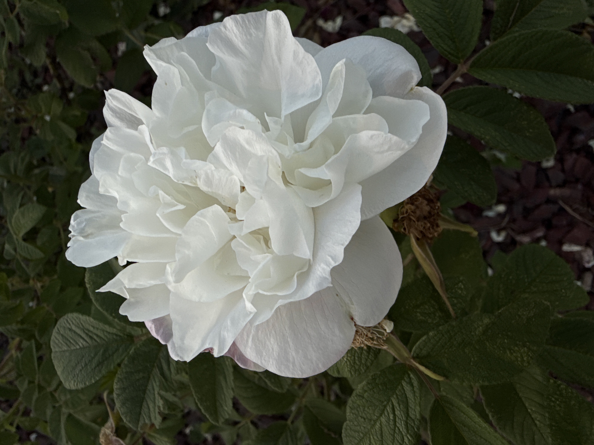 A close-up, top-down shot shows a white, multi-petaled rose in full bloom. The rose is the dominant subject, with its delicate, ruffled petals filling the frame. The petals are a pure white, with subtle variations in shading due to the lighting. Surrounding the rose are dark green, textured leaves, some of which are slightly out of focus. In the background, dark brown mulch and hints of lighter colored ground cover are visible. A few dried, brown rose hips are also present among the foliage. The image appears to be taken outdoors in a garden setting.
