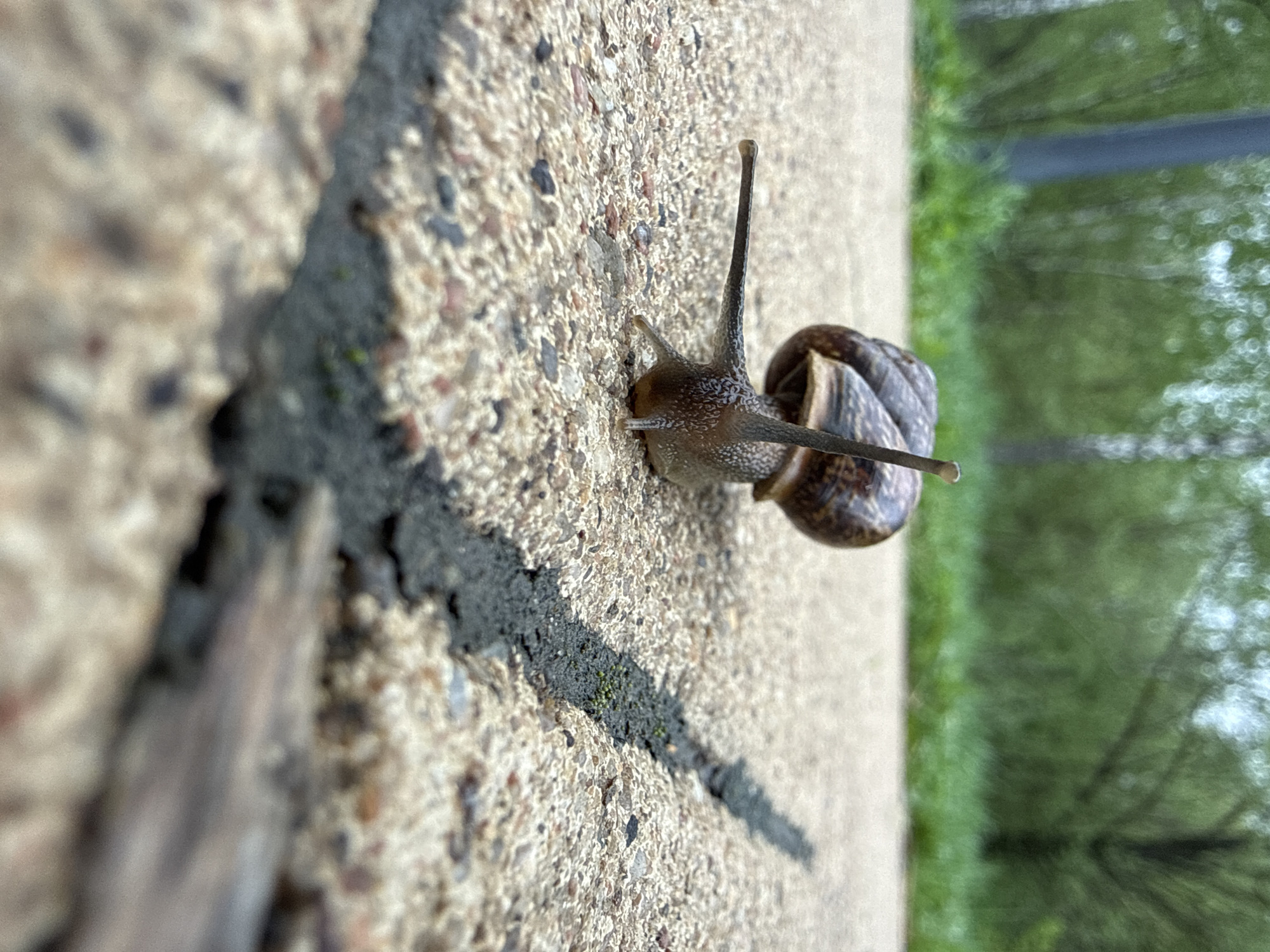 A snail is crawling along a concrete surface, possibly a sidewalk or curb. The surface has a rough texture with small pebbles embedded in it. A dark, linear mark runs across the surface, possibly a crack or sealant. The background is blurry, but suggests green foliage, possibly trees, indicating an outdoor setting. There is no information present in this image to suggest it is from Moscow, Russia.
