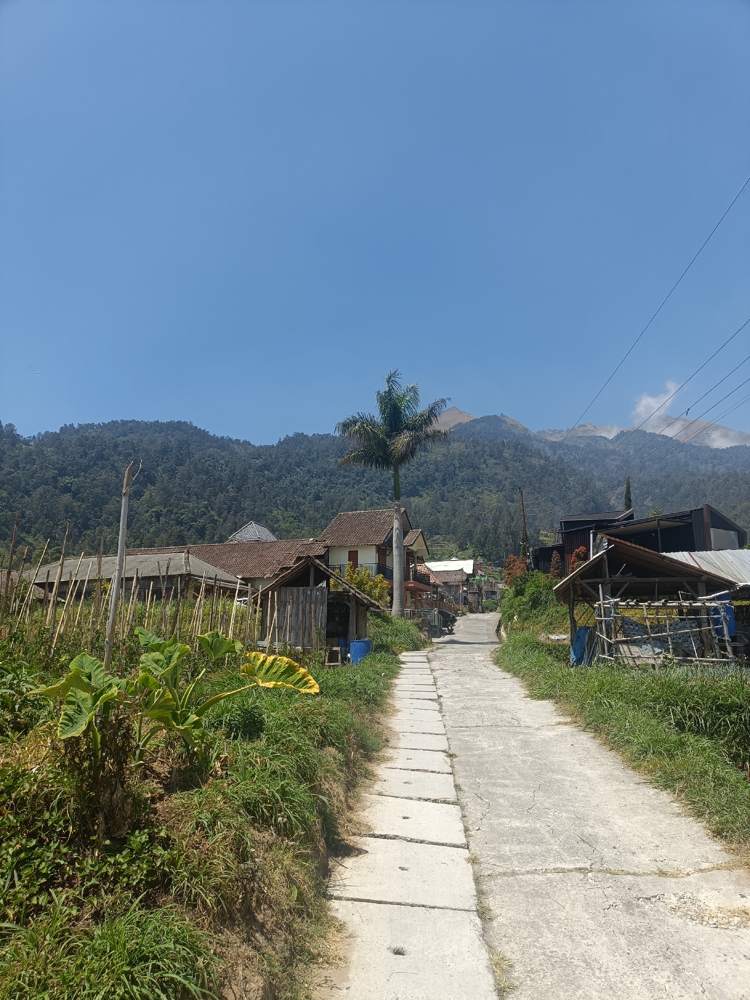 This is a full-frame, eye-level, outdoor, daytime photograph of a rural village road in Kopeng, Indonesia. The road is paved with concrete slabs and asphalt and curves gently uphill. On either side of the road are dense green vegetation, including tall grasses and large-leafed plants.

Several simple structures are visible along the road. On the left, there are wooden fences and what appear to be agricultural crops, with several bamboo poles supporting plants. Further up the road on the left, there are buildings with tiled roofs, one of which has a distinctive grey, geometric-shaped roof. A tall palm tree stands to the left of the road, near the buildings.

On the right side of the road, there are more structures, including a rustic open-sided shelter with a corrugated metal roof and bamboo walls, and a larger building with dark siding. Power lines run overhead, crossing the upper portion of the frame from right to left.

In the background, a lush, densely forested mountainside rises steeply, its slopes covered in trees. The sky is clear and blue, with a few wisps of white cloud visible near the mountain peaks. The overall impression is one of a peaceful, rural setting in a mountainous region.