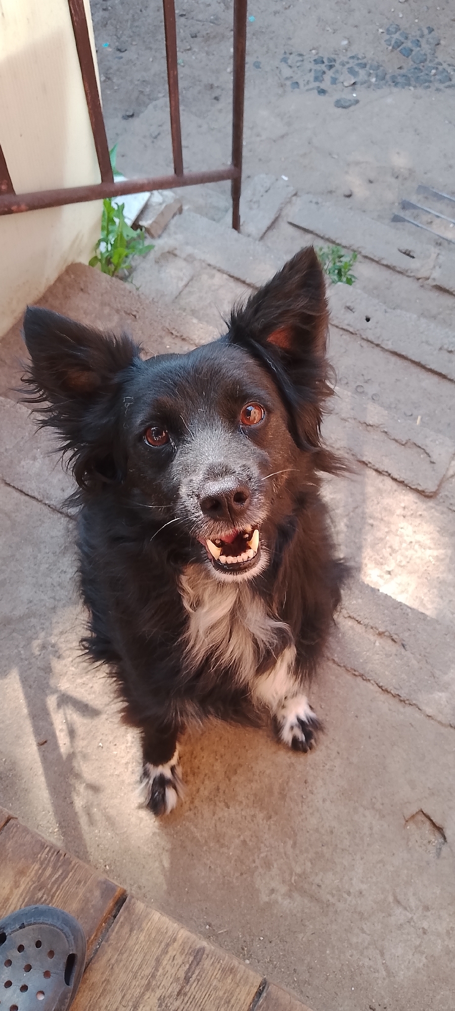 A black dog with white markings on its chest and paws is sitting on a concrete step. The dog is looking up at the camera with its mouth open, revealing its teeth. The background consists of a weathered wall and some greenery. This scene is located on the steps of a residential building in Belgorod, Russia.