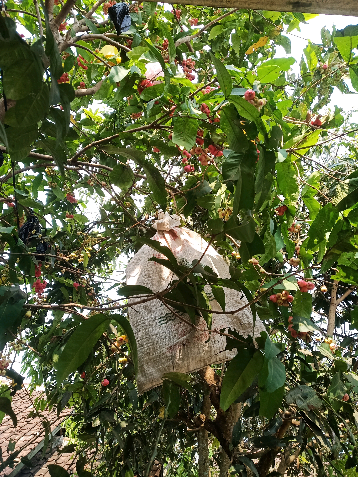 The image shows a fruit tree in Garut, Indonesia, bearing ripe red and pink fruits. A burlap sack is tied around a section of the tree, likely to protect the fruit from pests or birds. The tree is surrounded by lush green foliage and branches. In the background, a tiled roof of a building is partially visible. The overall scene suggests a domestic setting where fruit cultivation is practiced.
