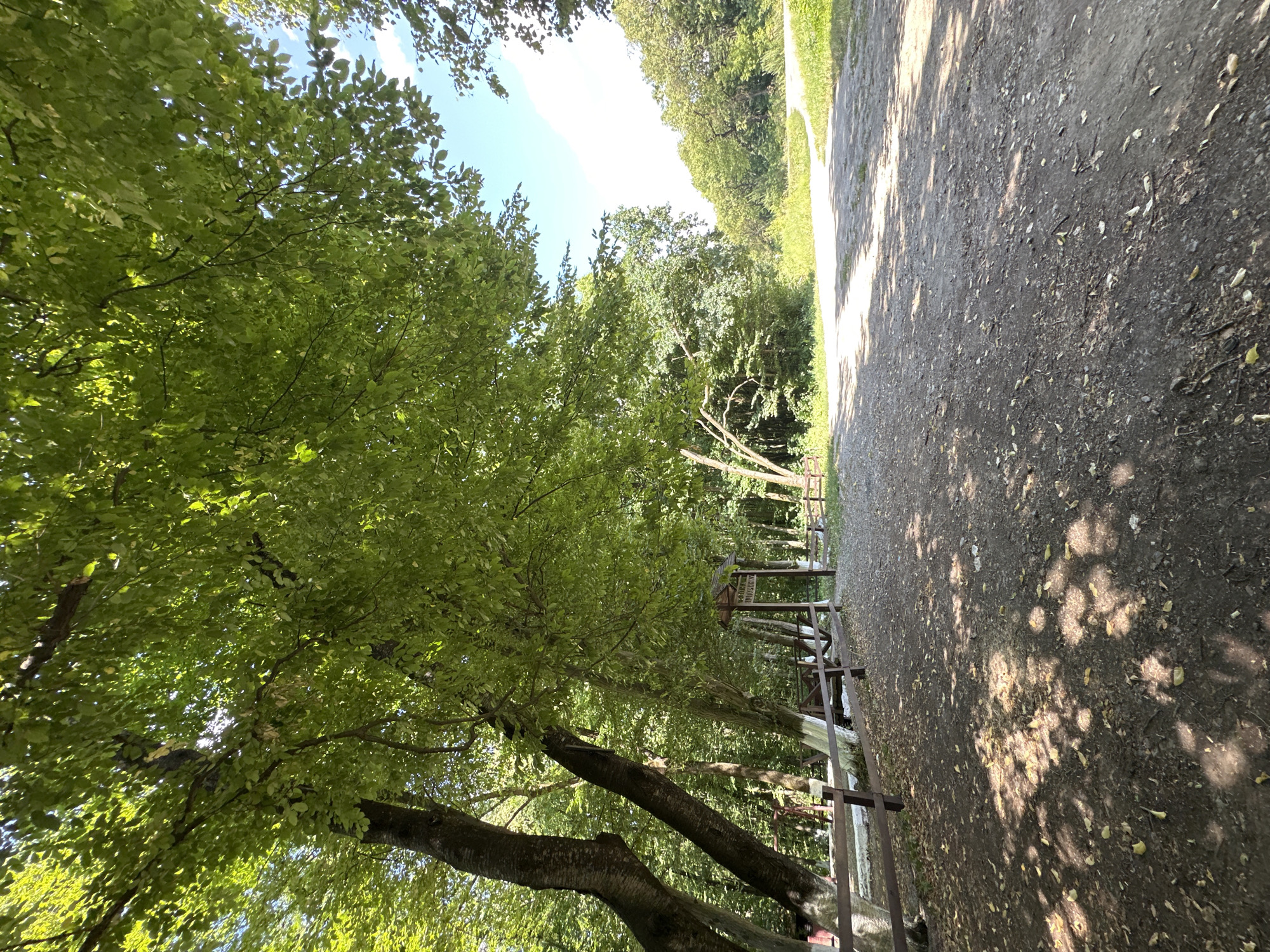 This is a ground-level, wide-angle shot of a shaded forest path on a bright, sunny day. Large trees with dense green foliage overhang the scene from the left, casting dappled shadows across the dirt and gravel path. The path curves gently to the right and leads into a more open, sunlit area with grass and more trees in the background. A wooden fence runs along the left side of the path, with a small wooden structure that appears to be a signpost with text on it, located just beyond the fence. There are no people visible in the image. The environment is natural and appears to be a park or recreational area within or near the city of Shatava, Ukraine.