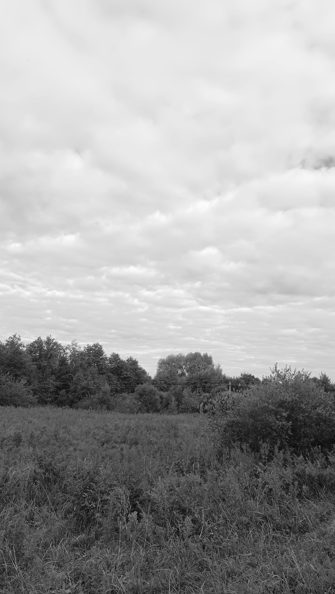 A black and white photograph captures a rural landscape under a cloudy sky. The foreground is dominated by a field of tall, dense grass and vegetation, appearing somewhat wild and unkempt. In the middle ground, a line of trees and bushes forms a natural boundary, with some taller deciduous trees interspersed among them. A faint electrical wire can be seen running horizontally above the vegetation line. The background consists of a wide expanse of sky filled with numerous elongated, puffy clouds, creating a textured, overcast atmosphere. The scene is devoid of any human presence or structures, suggesting a natural, undisturbed environment. The location is not specified to be in the city of Karsha, Russia, as this detail is not present in the visual information.