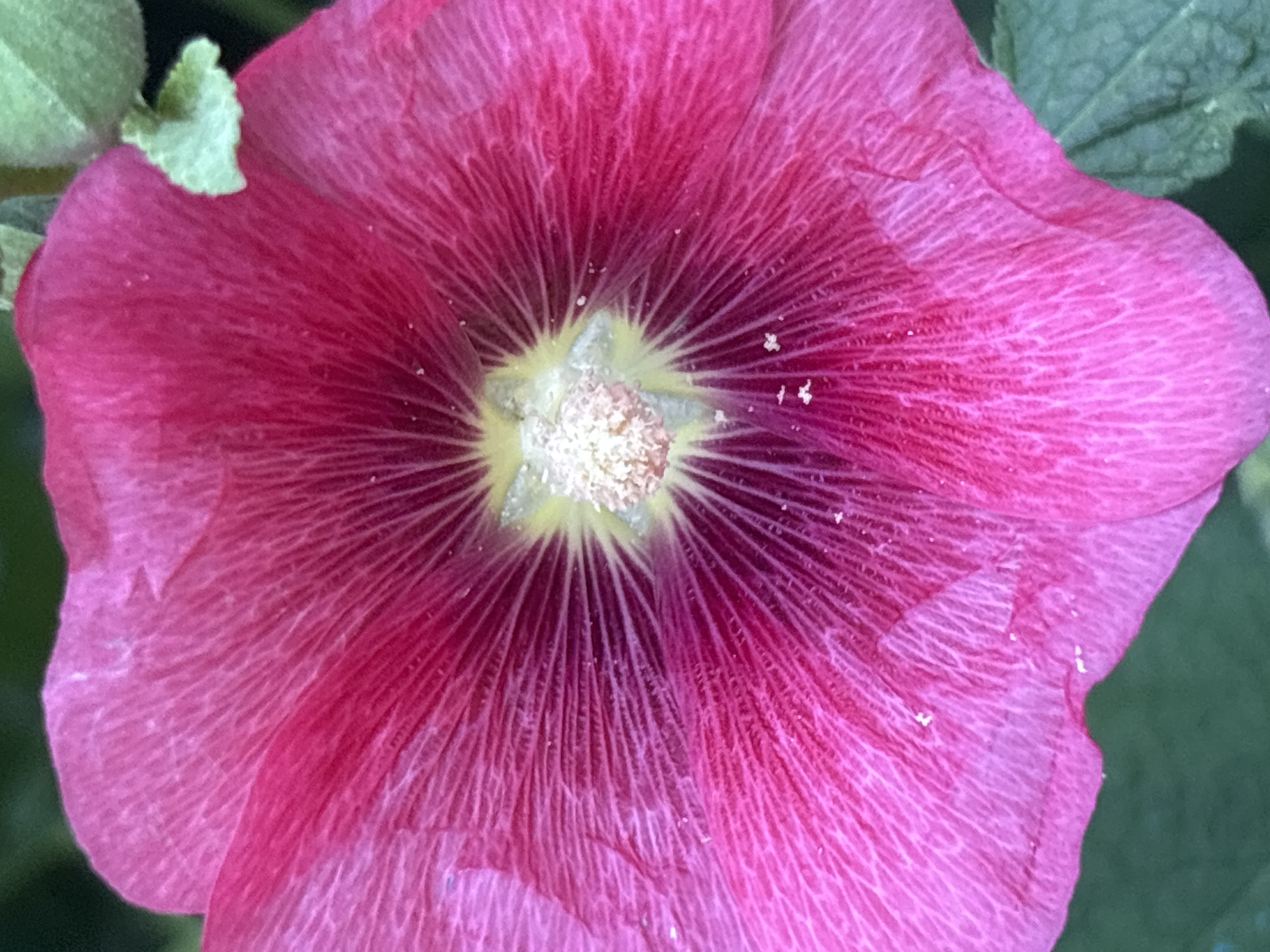 This is a close-up, high-angle shot of a vibrant pink hollyhock flower in bloom. The flower fills most of the frame, with its delicate, crinkled petals radiating outwards from a central, yellowish-white stamen cluster. The petals display intricate vein patterns, intensifying in color towards the center, creating a deep magenta hue. Tiny white specks, possibly pollen or dew drops, are visible on the petals. The background is softly blurred, showing hints of green foliage and a light green bud or leaf on the upper left side. The focus is entirely on the textured beauty and rich color of the flower. The image evokes a sense of natural beauty and the delicate details of a blooming plant. There is no visible text, and no discernible time of day or weather conditions are indicated.