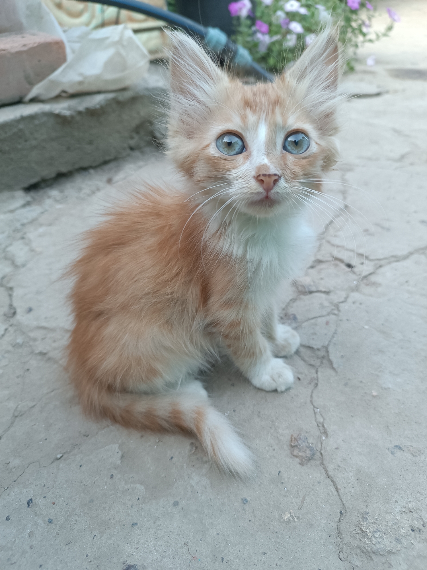 A fluffy ginger and white kitten with striking blue eyes sits on a cracked concrete surface. The kitten is positioned in the center of the frame, facing directly towards the camera. Its fur is disheveled, giving it a wilder appearance. The background is slightly blurred, showing some foliage with purple flowers and what appears to be construction debris to the left. The environment suggests an outdoor setting, possibly a yard or alleyway in Vypasne, Ukraine, given the presence of the cracked concrete and building materials. There are no people visible in the image, and the kitten is the sole subject. The lighting appears to be natural daylight.