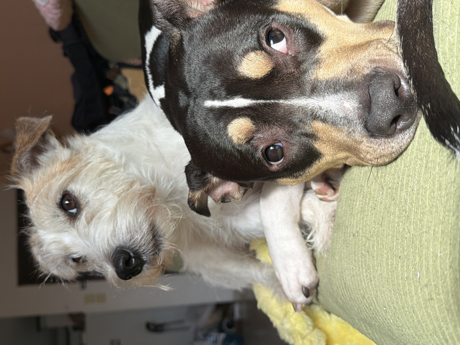 The image depicts two domestic dogs in an indoor private residence in Tel-Aviv, Israel. In the foreground, a short-haired, tri-color dog, predominantly black with tan eye markings and a white facial blaze, lies with its head resting on a light green textile surface, gazing directly at the viewer. Its ears are folded back, and a segment of its black tail with white specks is visible in the lower right. Behind and slightly to the left, a white and tan wire-haired terrier-type dog is seated, looking towards its left. This dog features light brown markings on its ears and muzzle, dark eyes, and its right front paw is positioned over a crumpled yellow plush object. The background is blurred, showing an indistinct domestic interior with a dark rectangular opening and vague household items, consistent with a typical residential living area.